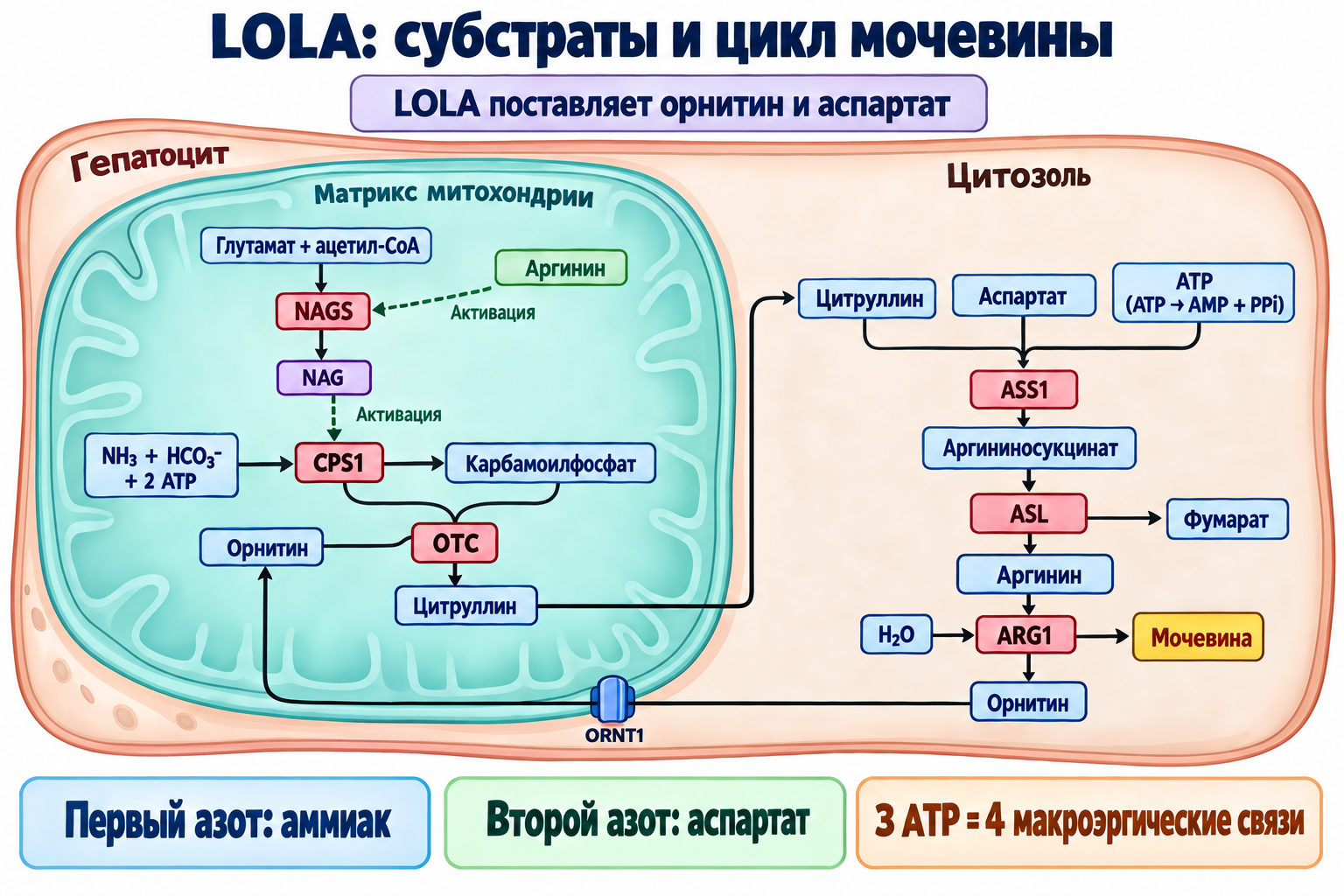 Митохондриальные и цитозольные этапы цикла мочевины: активация NAGS аргинином и CPS1 через NAG, два донора азота и регенерация орнитина.