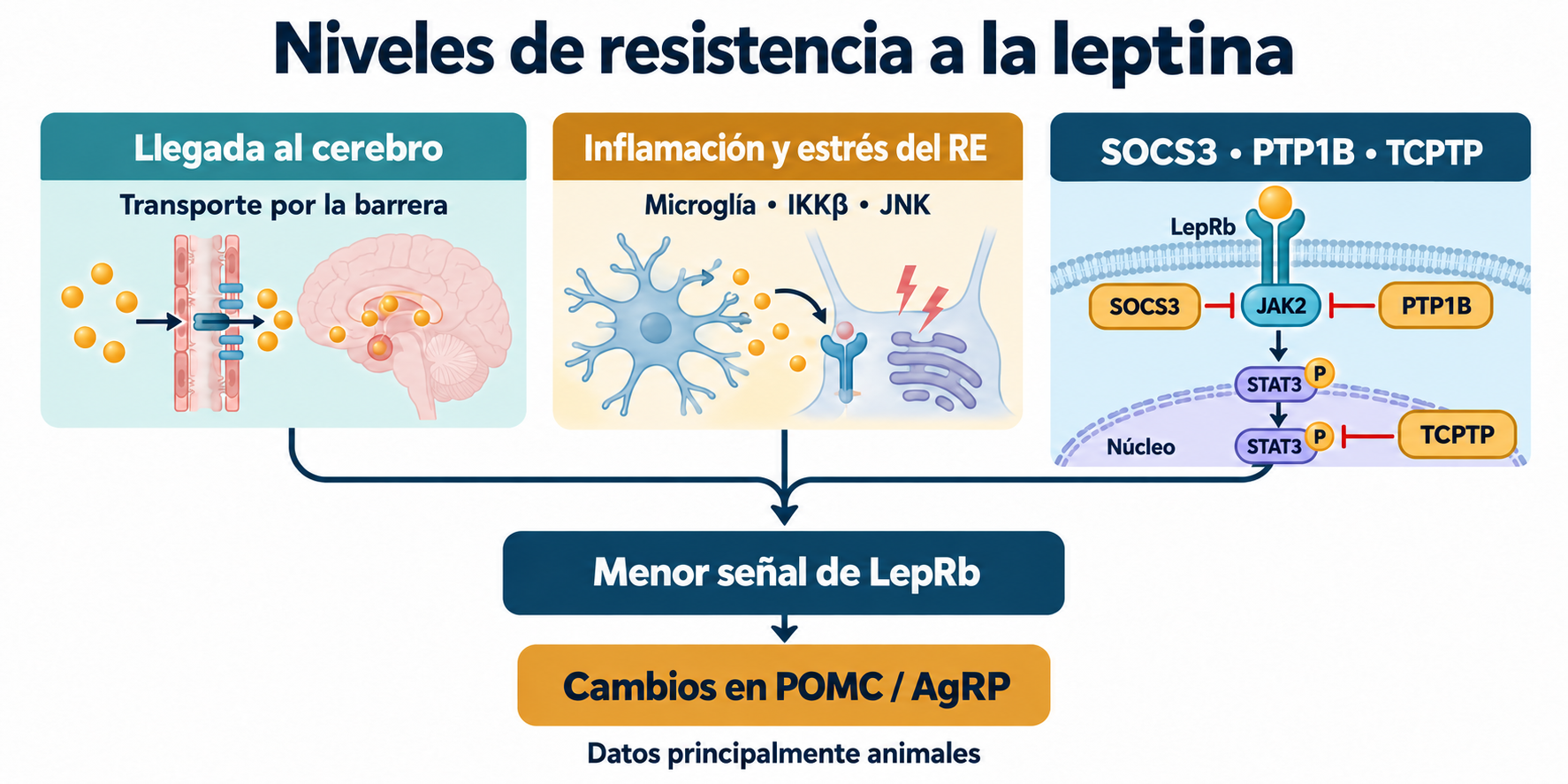 Llegada al cerebro, inflamación y estrés del RE, SOCS3/PTP1B/TCPTP y menor respuesta a leptina.