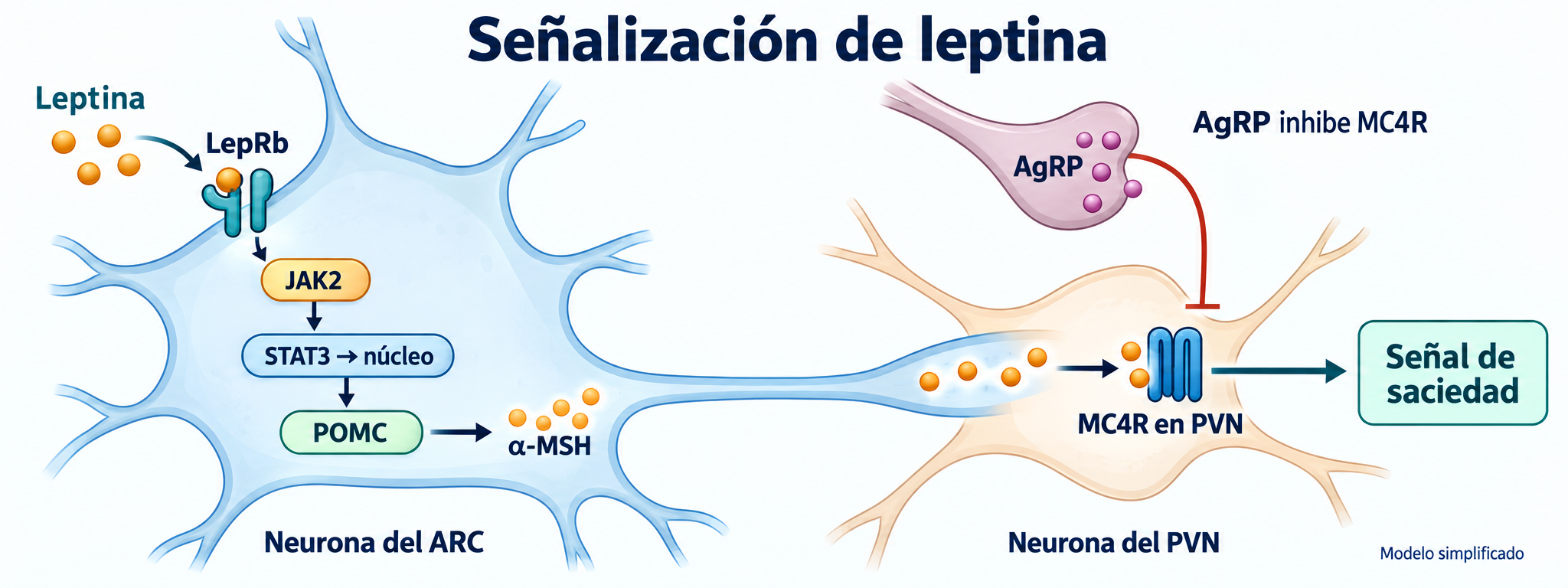 Vía simplificada leptina–LepRb–JAK2–STAT3–POMC–α-MSH–MC4R e inhibición de MC4R por AgRP.