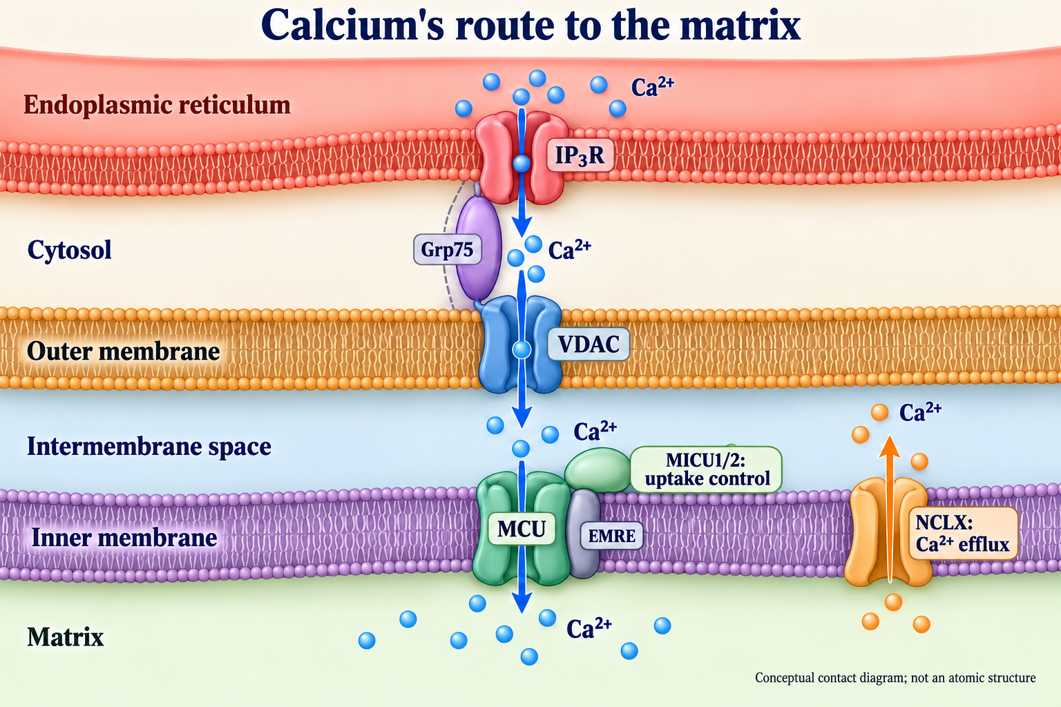 Ca²⁺ delivery from ER through IP₃R, VDAC and MCU to the matrix, MICU1/2 regulation and NCLX efflux.