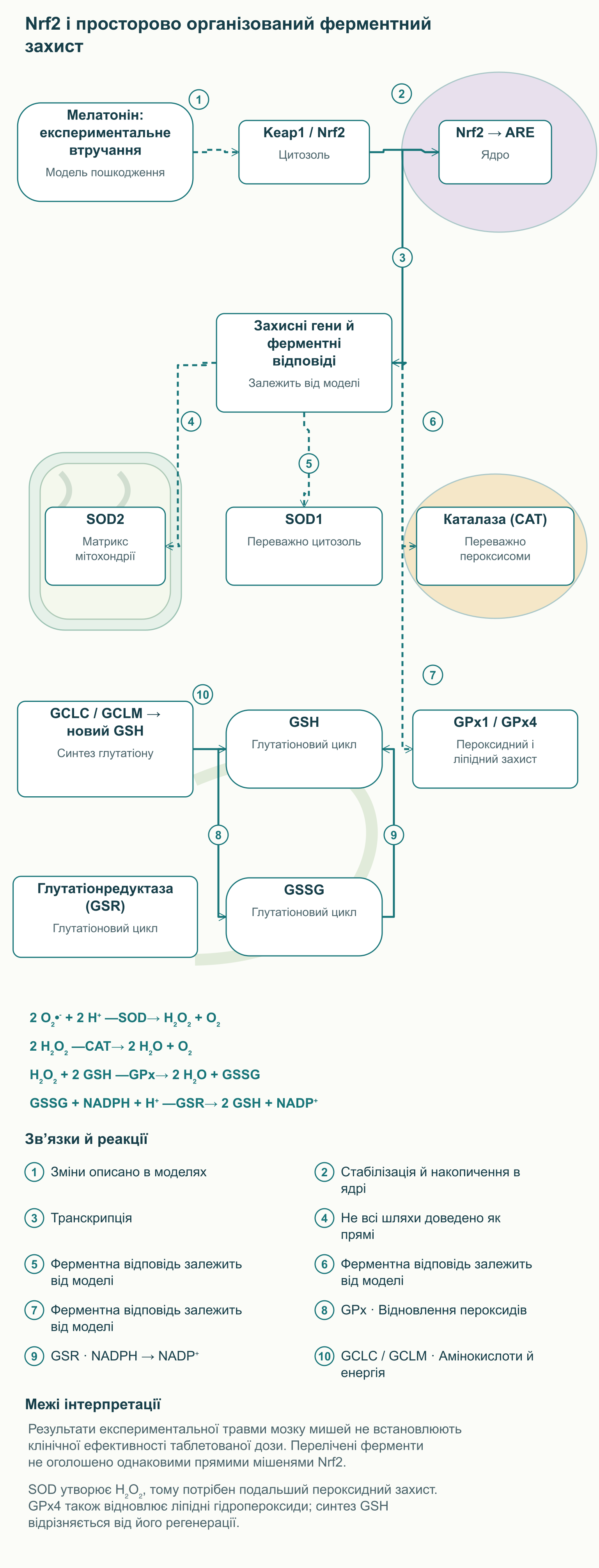 Nrf2 і просторово організований ферментний захист