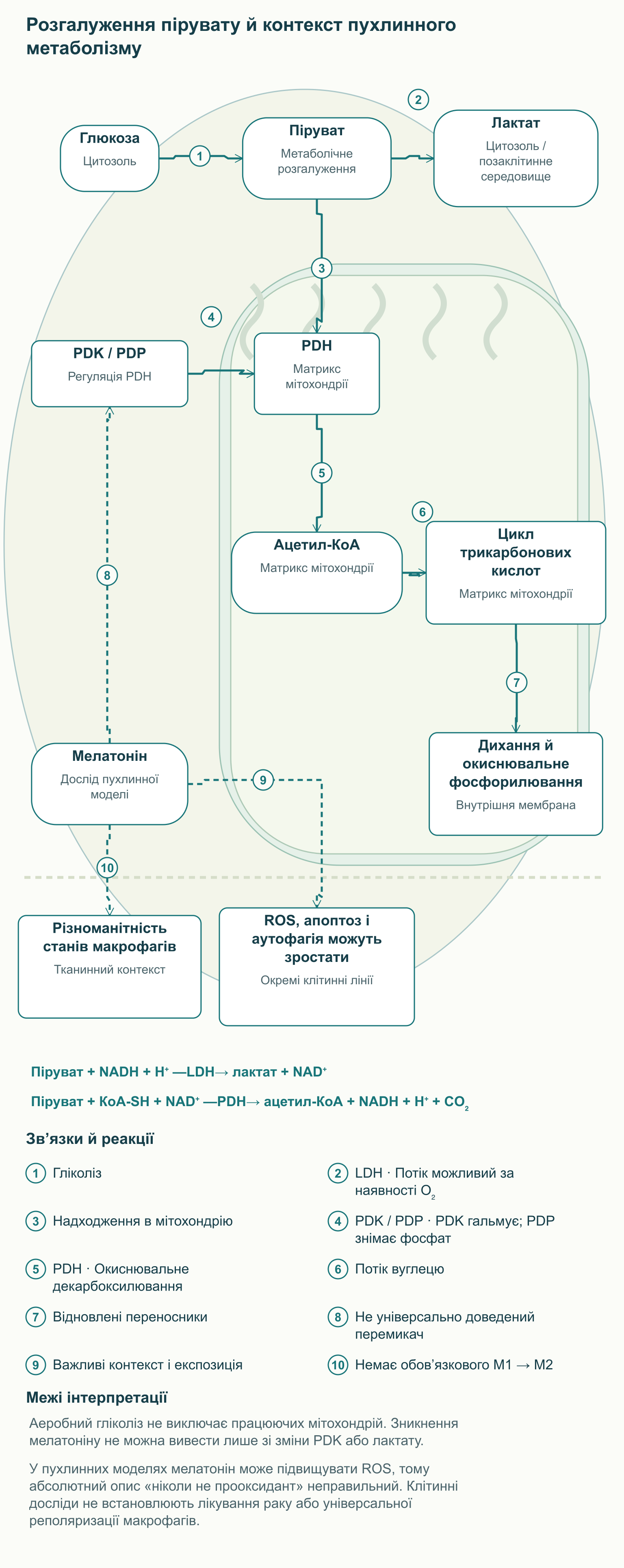 Розгалуження пірувату й контекст пухлинного метаболізму