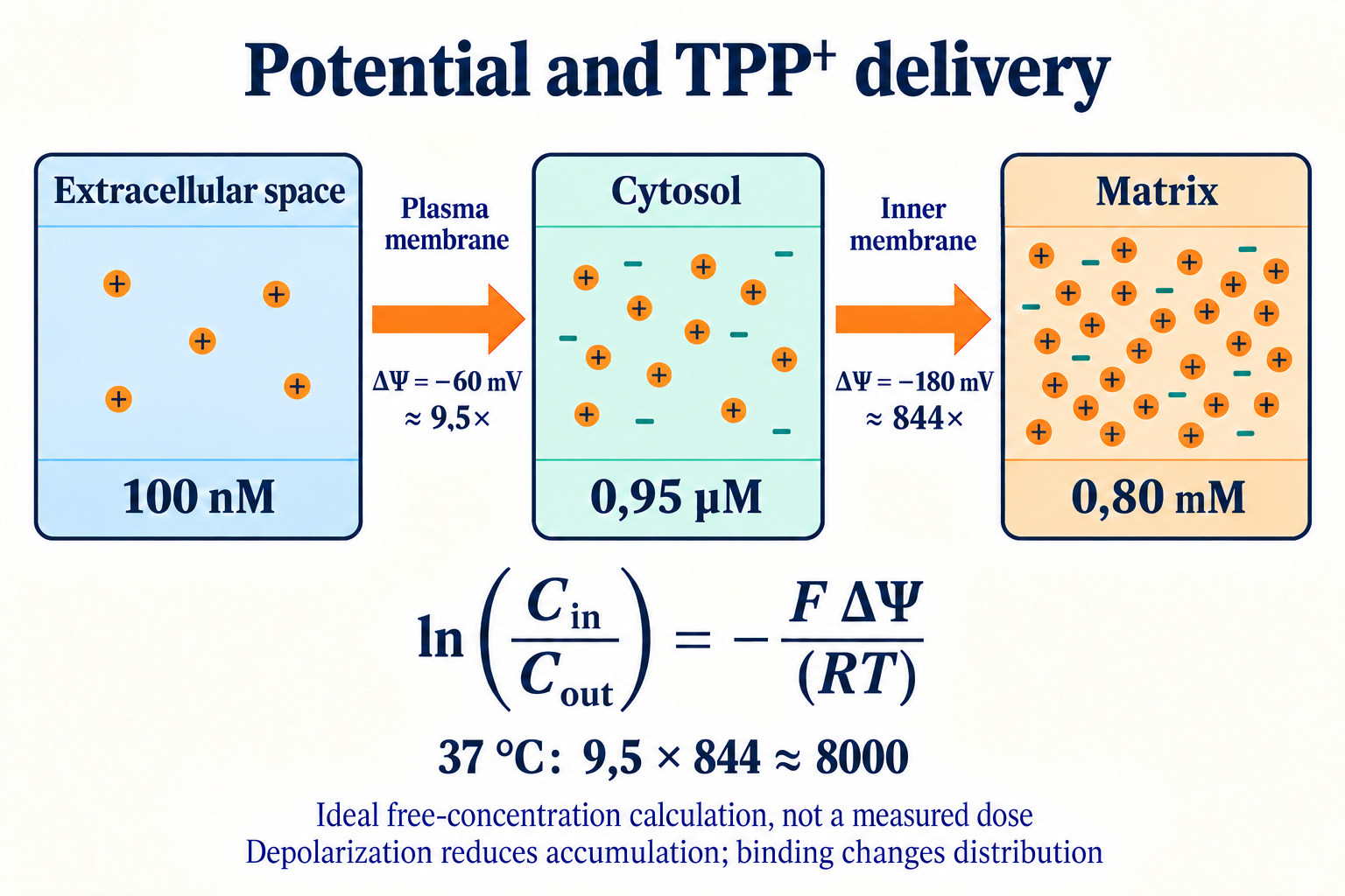 Ideal TPP⁺ accumulation at −60 and −180 mV: free concentrations, the Nernst equation and reduced accumulation after depolarization.