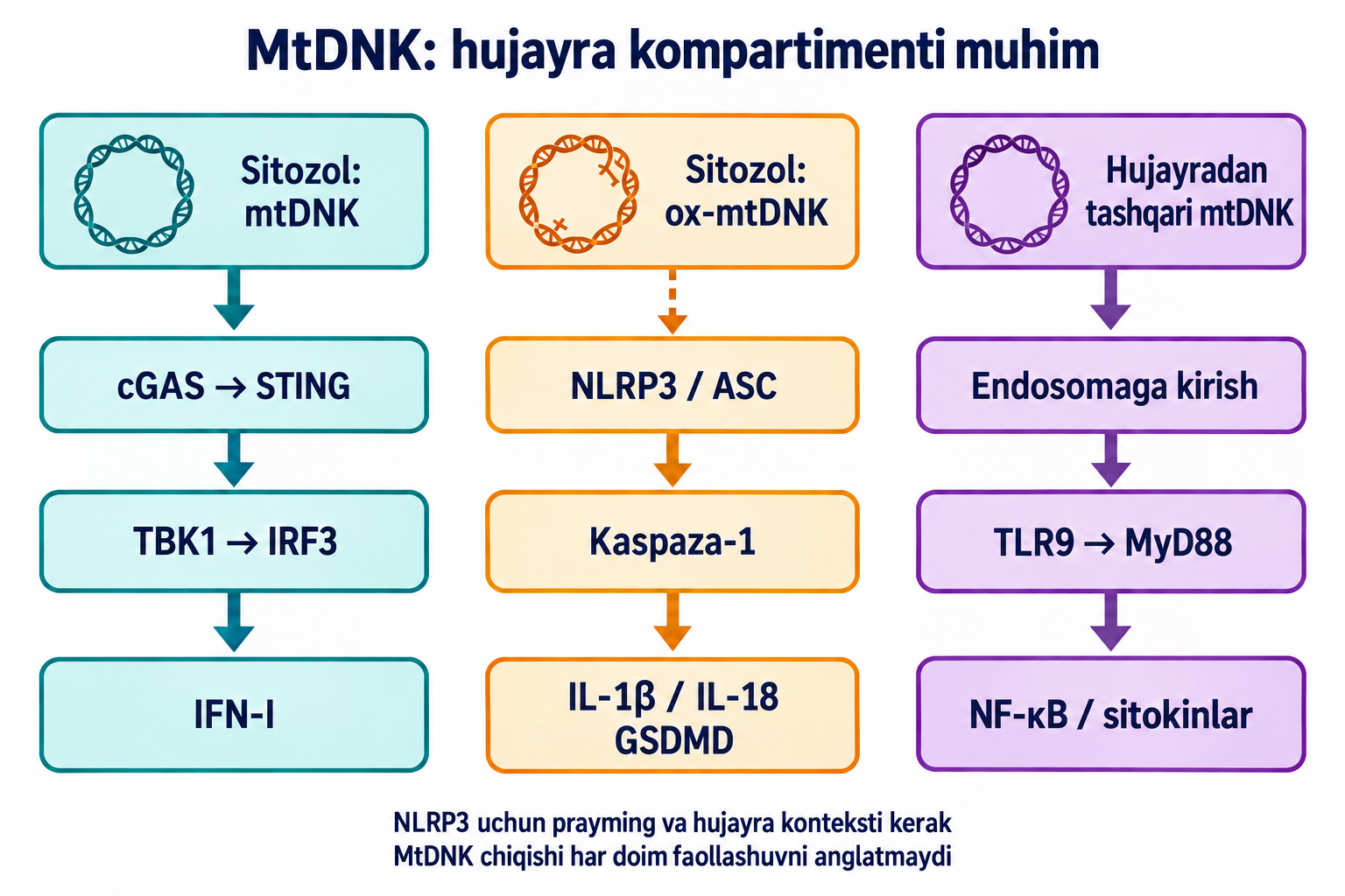 Uch alohida yo‘l: sitozol mtDNK–cGAS/STING–TBK1/IRF3–IFN-I; sharoitga bog‘liq ox-mtDNK/NLRP3, kaspaza-1 va IL-1β/IL-18/GSDMD; tashqi DNK endosoma orqali TLR9/MyD88/NF-κBga.