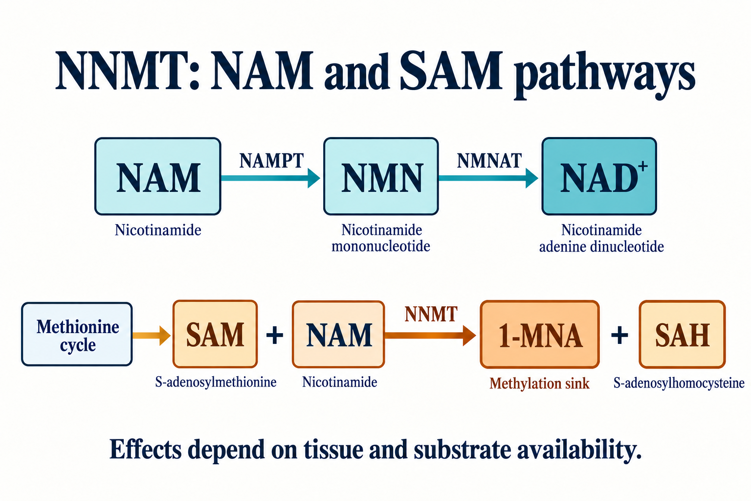 Two nicotinamide pathways: NAMPT and NMNAT return NAM to NAD⁺, while NNMT transfers a SAM methyl group to produce 1-MNA and SAH. Effects depend on tissue and substrate availability.