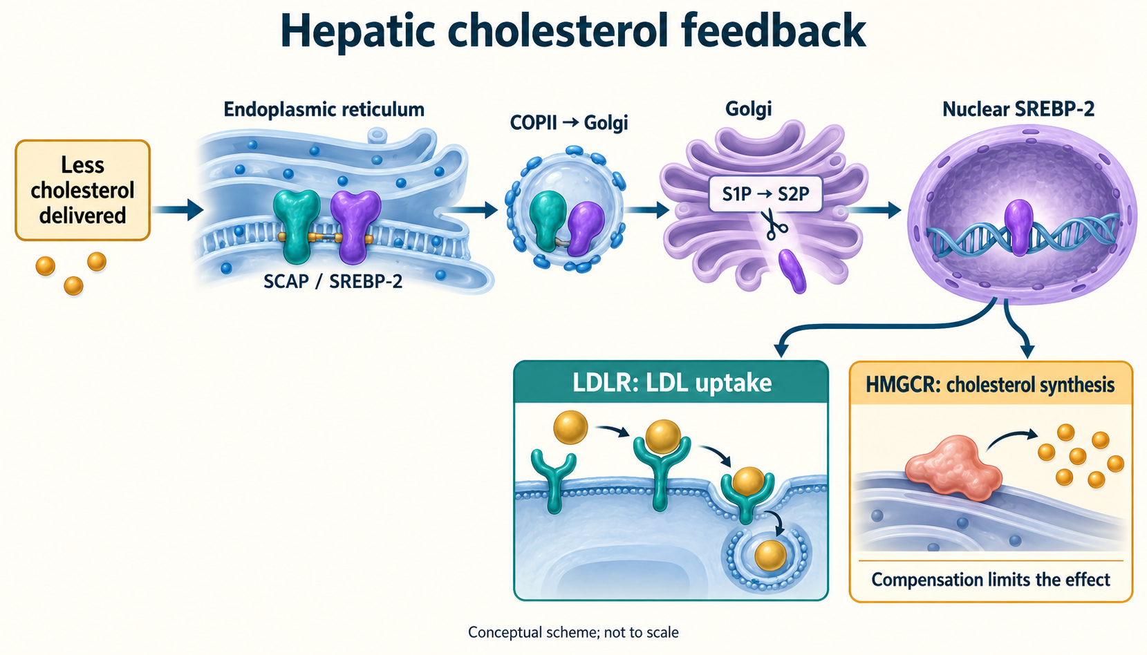 Reduced cholesterol delivery, SCAP/SREBP-2 transport from ER through COPII to Golgi, S1P/S2P cleavage and nuclear induction of LDLR and HMGCR.