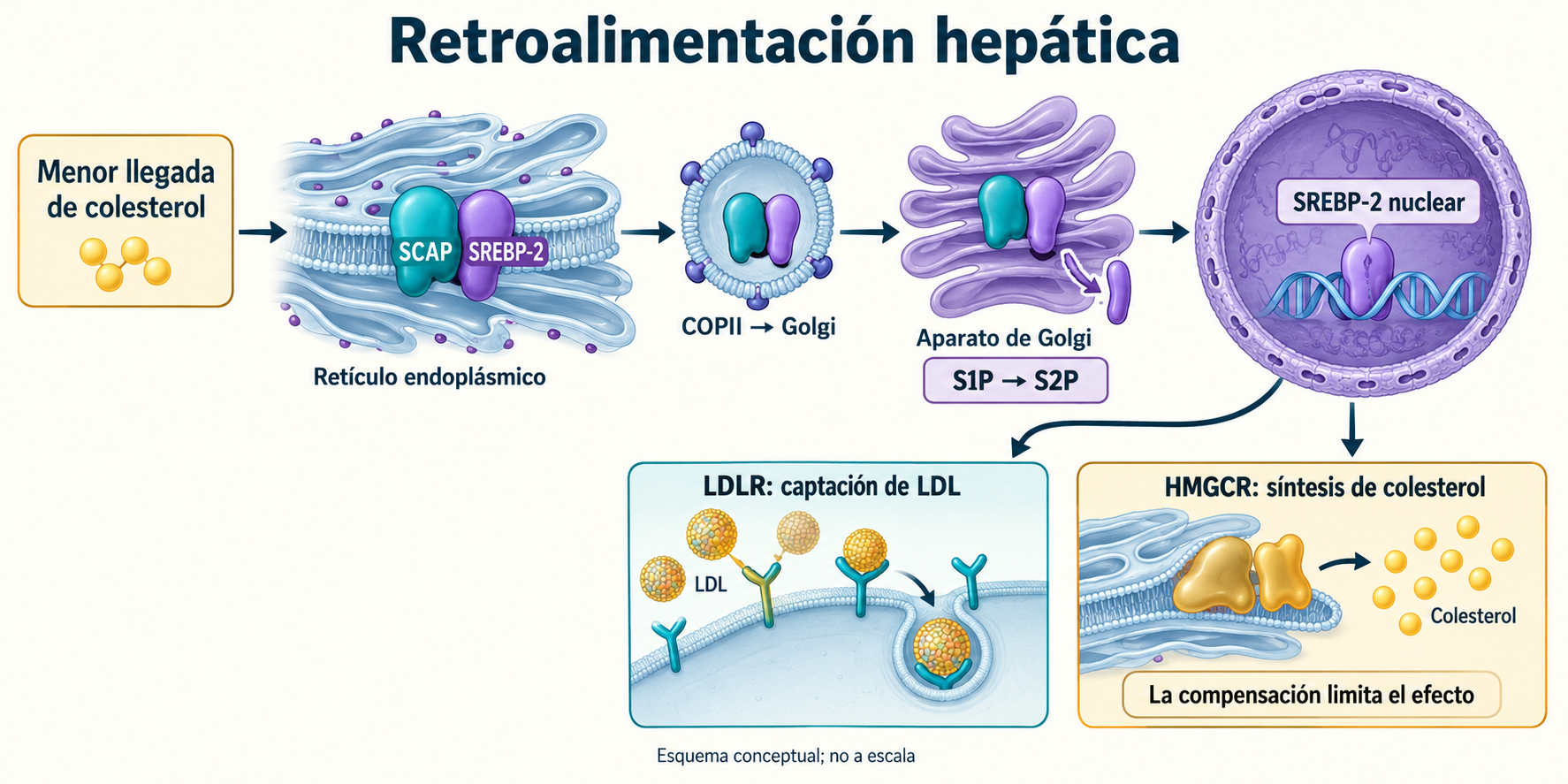 Menor llegada de colesterol, transporte SCAP/SREBP-2 del retículo al Golgi por COPII, corte S1P/S2P e inducción nuclear de LDLR y HMGCR.