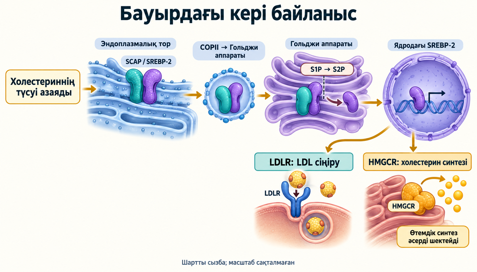 Холестерин түсуінің азаюы, SCAP/SREBP-2 кешенінің COPII арқылы тордан Гольджиге өтуі, S1P/S2P кесуі және LDLR мен HMGCR индукциясы.