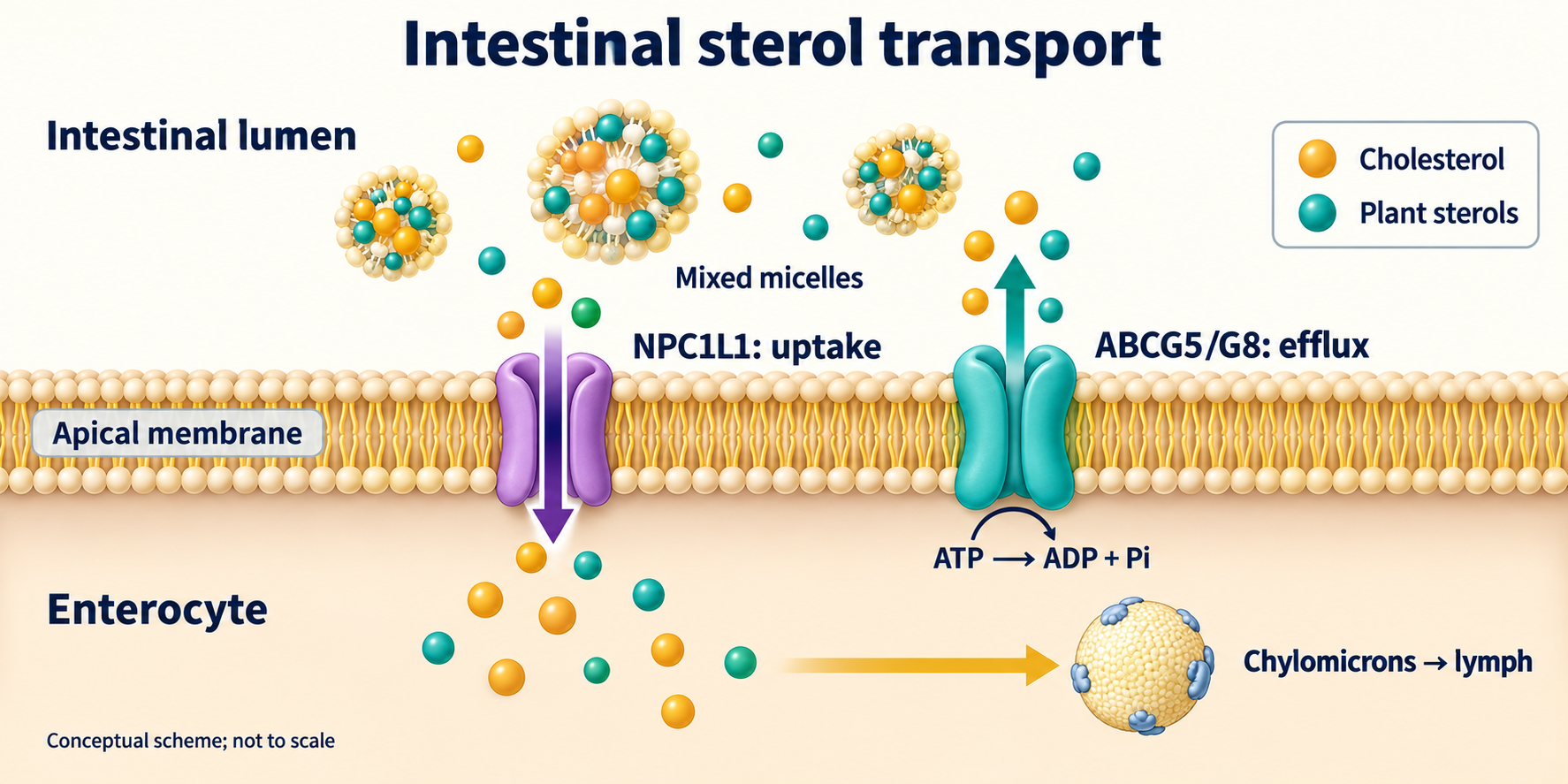 NPC1L1 takes individual sterols into the enterocyte; ATP-dependent ABCG5/G8 exports them to the lumen; chylomicrons enter lymph.