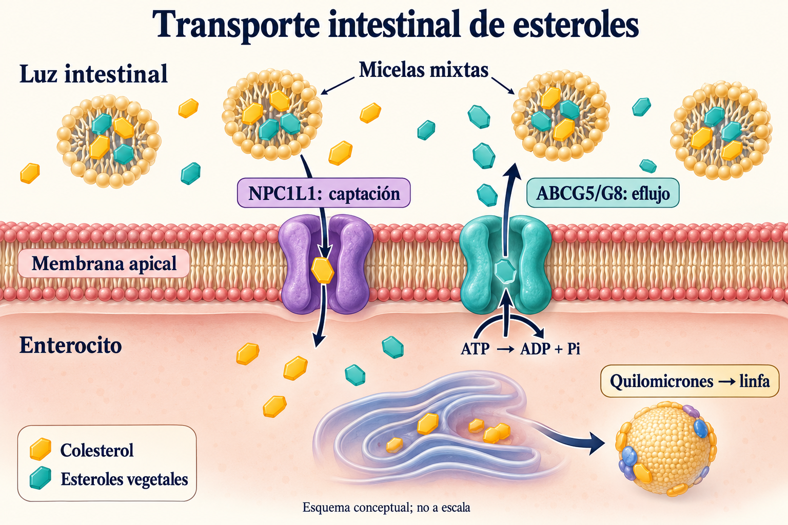 NPC1L1 capta esteroles individuales; ABCG5/G8 los devuelve a la luz con ATP; los quilomicrones pasan a la linfa.
