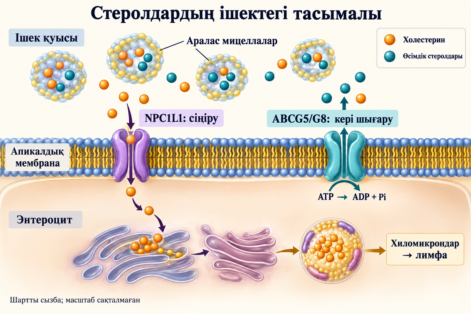 NPC1L1 жеке стеролдарды энтероцитке өткізеді; ABCG5/G8 ATP көмегімен ішек қуысына шығарады; хиломикрондар лимфаға өтеді.