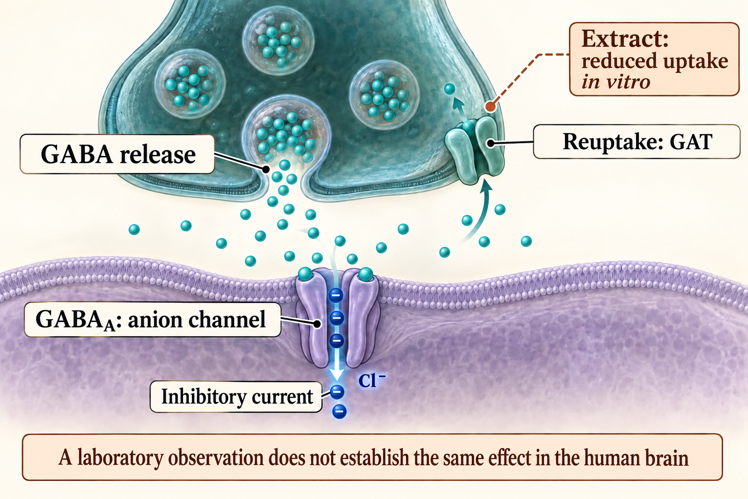 GABA is released into the synaptic cleft, activates a GABA_A channel, and is taken back up by transporters; the modelled extract effect is distinguished from established physiology.