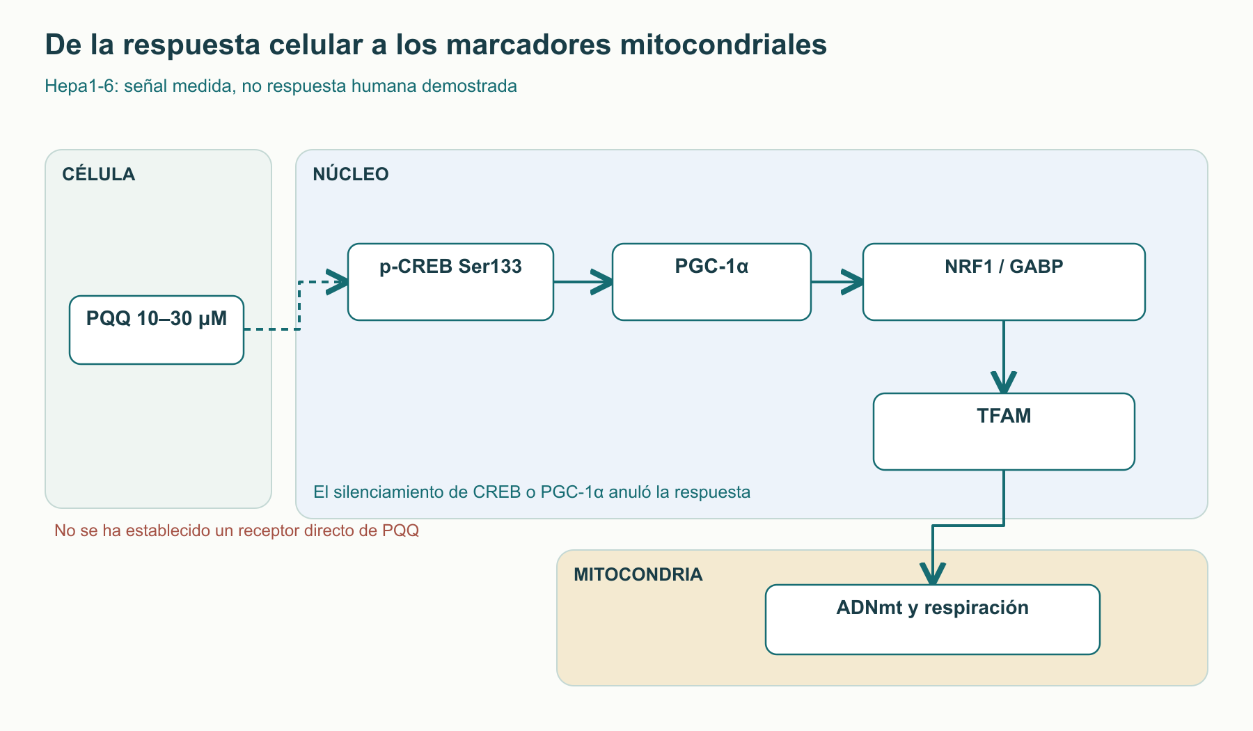 Esquema de la respuesta experimental en Hepa1-6: PQQ se asocia con CREB–PGC-1α, NRF1/GABP y TFAM; el silenciamiento de CREB o PGC-1α anuló el aumento de marcadores mitocondriales. No se ha establecido un receptor directo de PQQ.