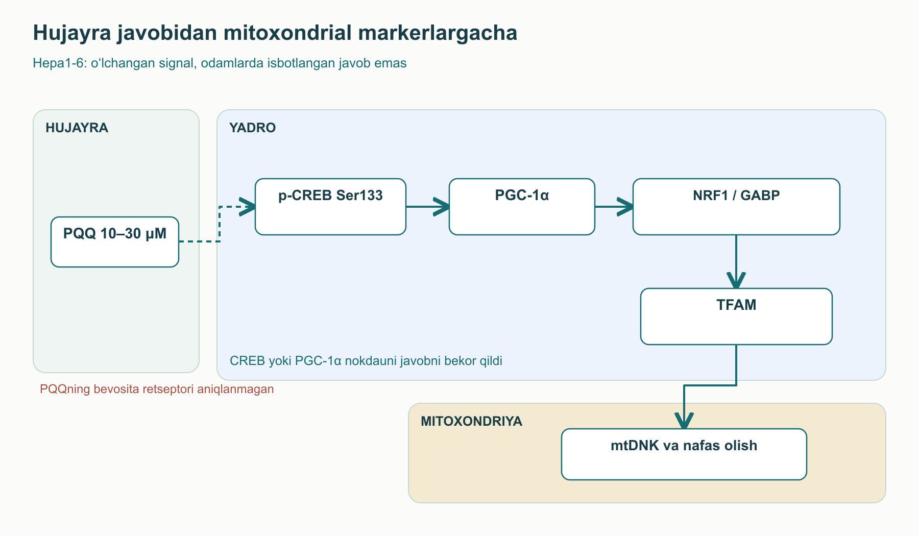 Hepa1-6 hujayralaridagi tajribaviy javob sxemasi: PQQ CREB–PGC-1α, NRF1/GABP va TFAM bilan bog‘liq; CREB yoki PGC-1α nokdauni mitoxondrial markerlar ortishini bekor qildi. PQQning bevosita retseptori aniqlanmagan.