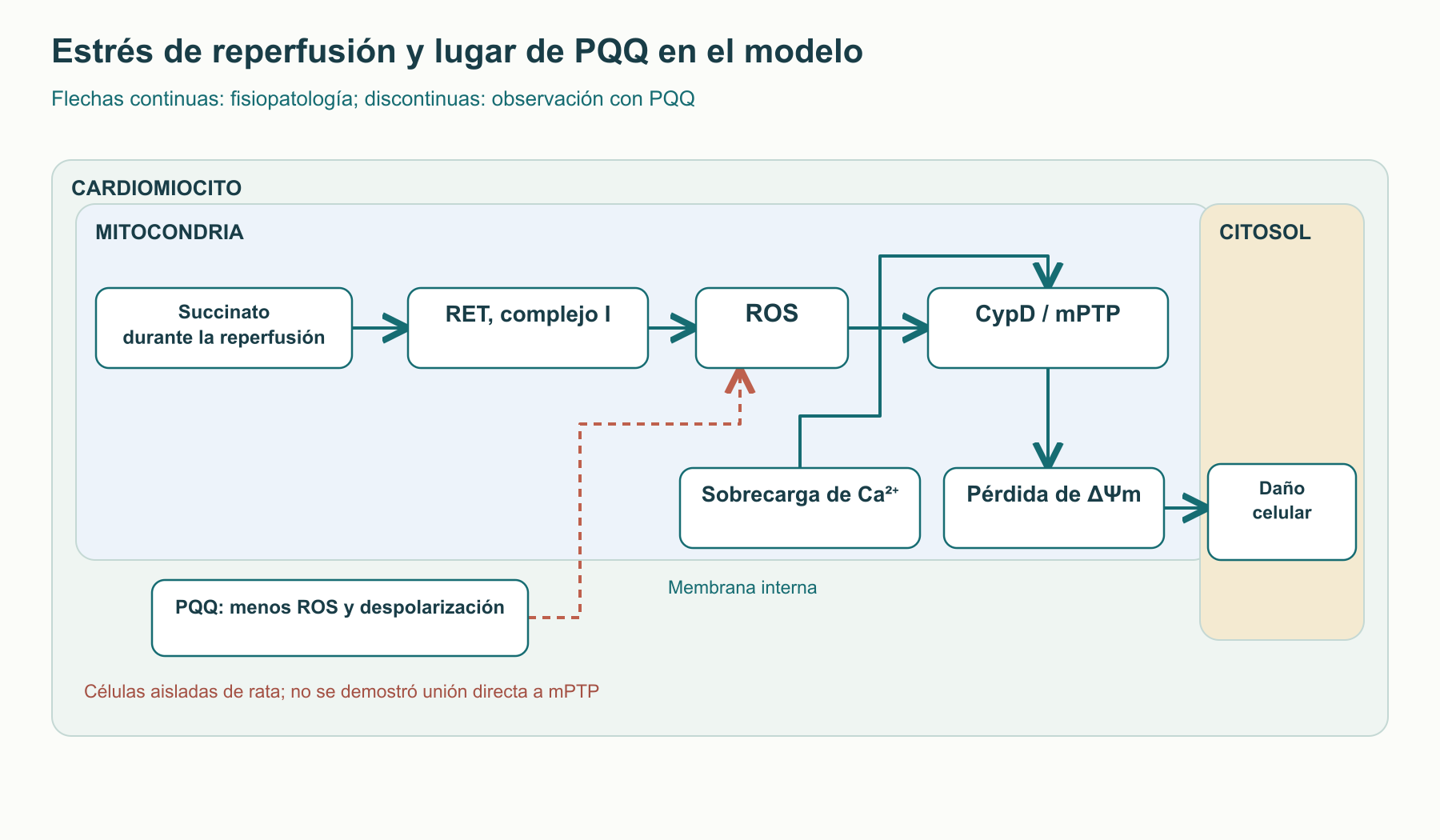 Esquema de un modelo de reperfusión: el succinato y la sobrecarga de calcio se relacionan con ROS, cambios de ΔΨm y mPTP; el trazo discontinuo señala la observación con PQQ en células aisladas de rata: menos ROS y despolarización. No se demostró unión directa de PQQ a mPTP.