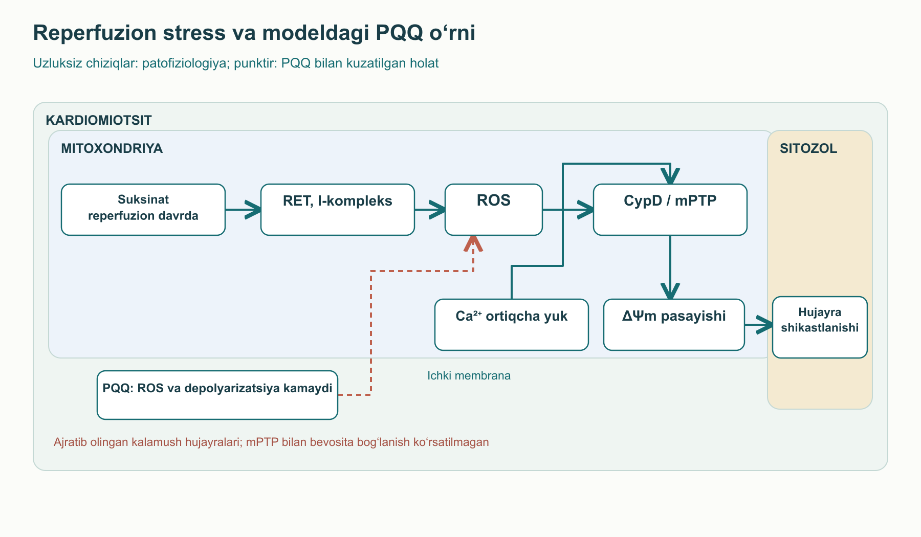 Reperfuzion model sxemasi: suksinat va Ca²⁺ ortiqcha yuklanishi ROS, ΔΨm o‘zgarishi va mPTP bilan bog‘langan; punktir ajratib olingan kalamush hujayralarida PQQ bilan kuzatilgan ROS va depolyarizatsiya kamayishini bildiradi. PQQning mPTP bilan bevosita bog‘lanishi ko‘rsatilmagan.