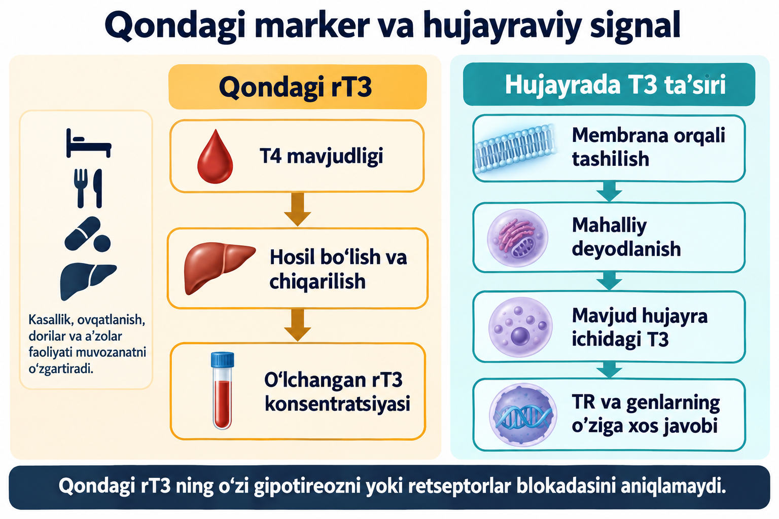 Qondagi rT3 hosil bo‘lishi va chiqarilishi hamda hujayraviy T3 tashilishi, mahalliy deyodlanishi va TR javobining mustaqil sxemalari.