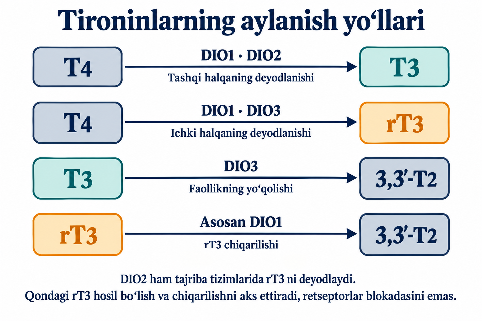DIO1, DIO2 va DIO3 ishtirokidagi T4 → T3, T4 → rT3 va T3/rT3 → 3,3′-T2 yo‘llari; qondagi rT3 hosil bo‘lish va chiqarilishni aks ettiradi.