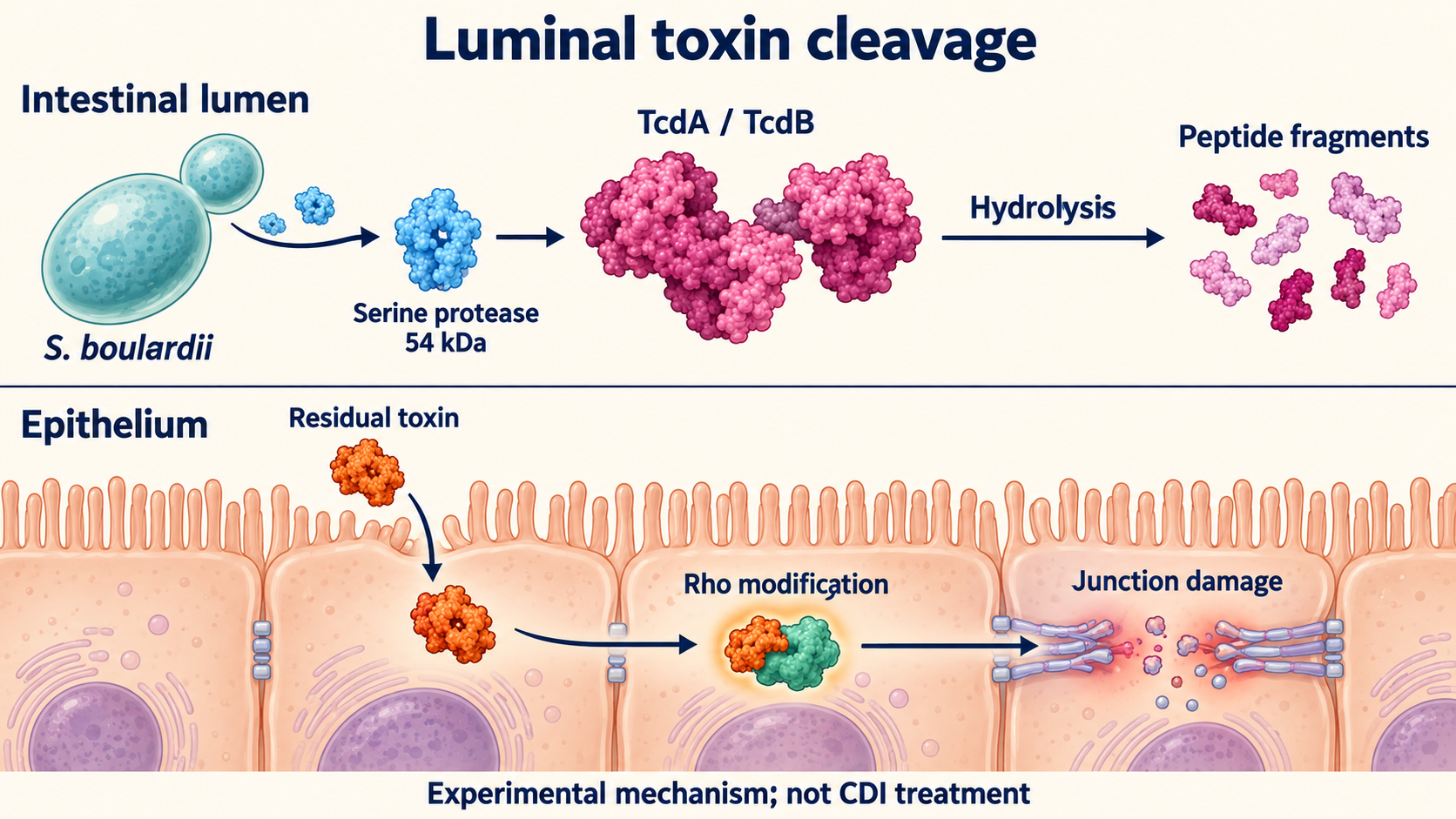 Experimental diagram of luminal TcdA/TcdB cleavage by a 54 kDa serine protease, separate from residual toxin effects on intracellular Rho and epithelial junctions.