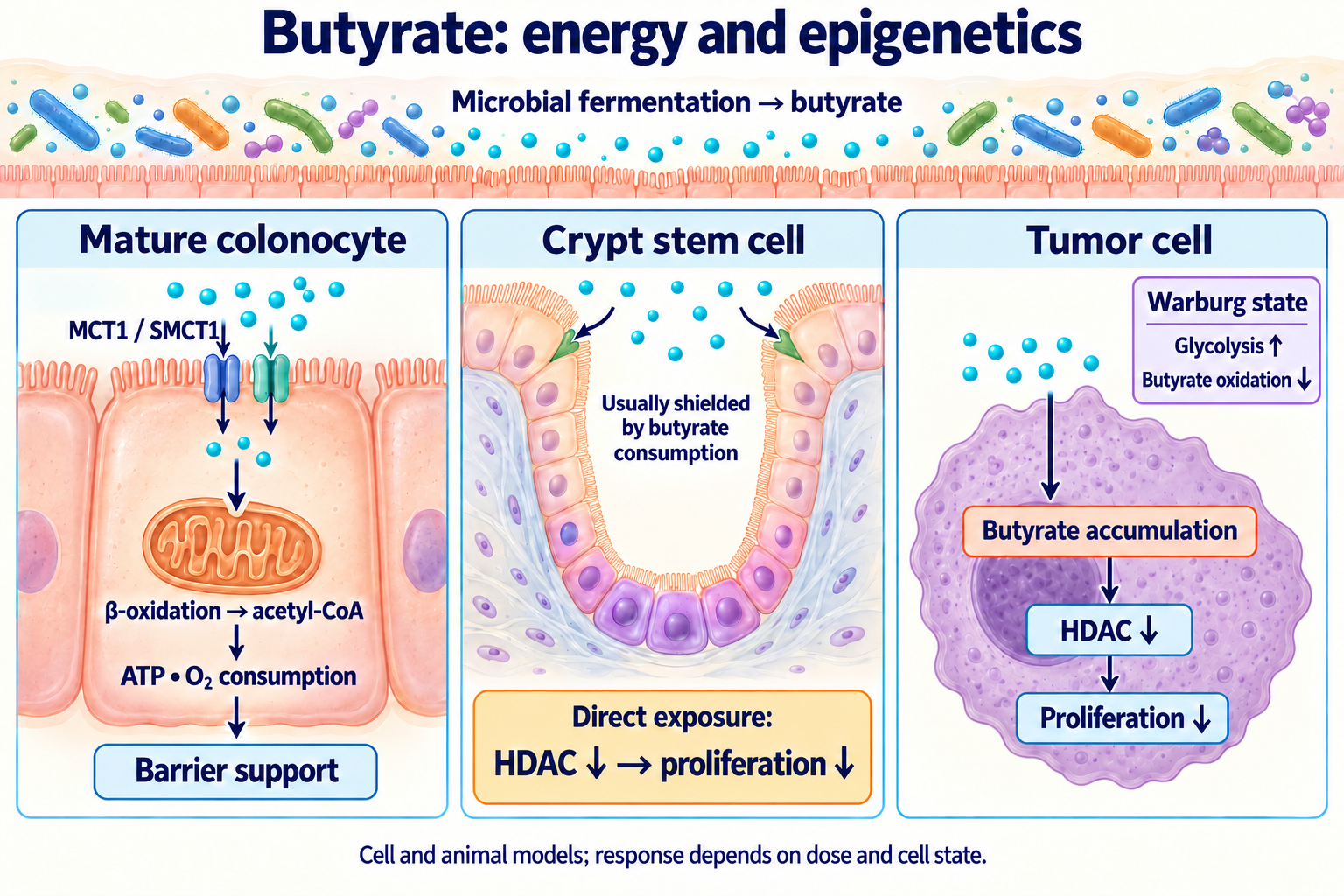Butyrate fuels mature colonocytes; consumption usually shields crypt stem cells, while direct exposure can suppress division. In a Warburg state, butyrate accumulation reduces HDAC activity and proliferation.