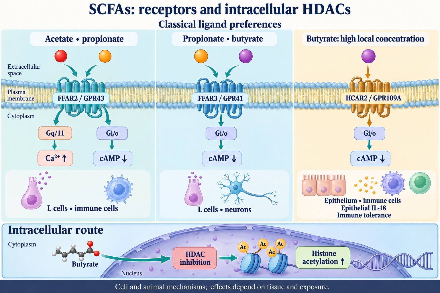 FFAR2 signals through Gq/11 and Gi/o; FFAR3 and HCAR2 through Gi/o. Calcium, cAMP and epithelial IL-18 contexts are shown. A separate intracellular butyrate pathway inhibits HDAC and increases histone acetylation.