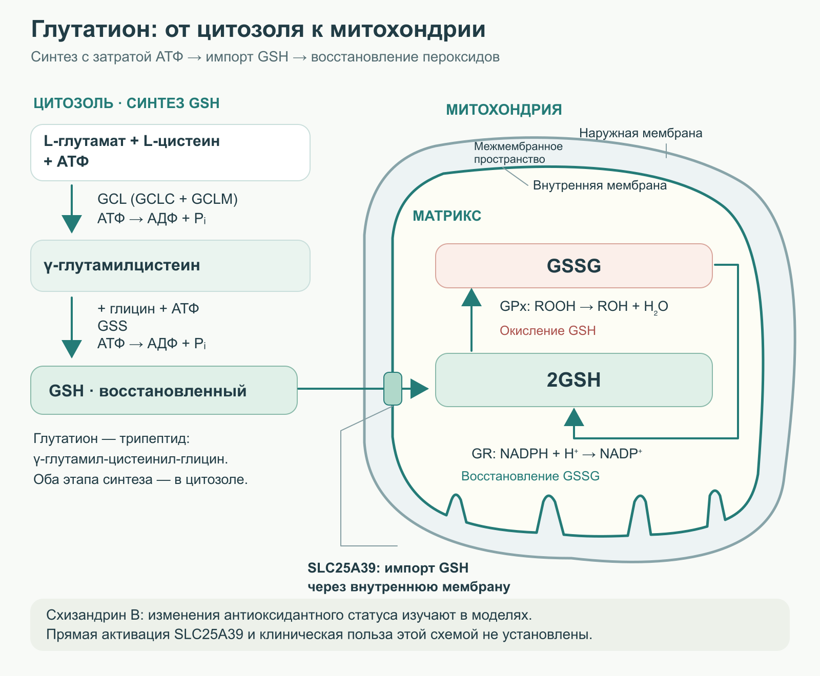 Синтез глутатиона в цитозоле, его поступление в митохондрию и восстановление окисленного глутатиона с участием NADPH.