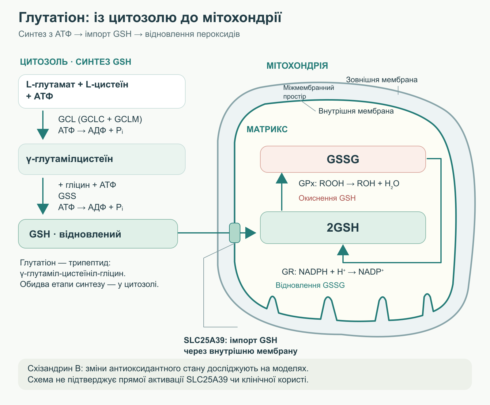 Синтез глутатіону в цитозолі, його надходження до мітохондрії та відновлення окисненого глутатіону за участю NADPH.