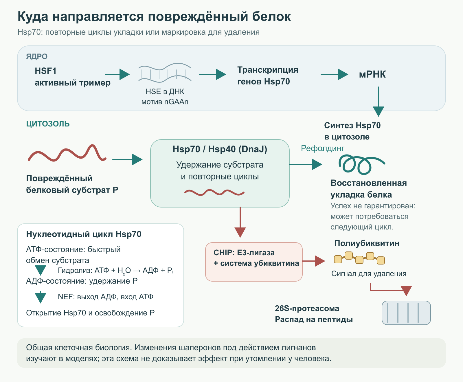Контроль качества белка: Hsp70 поддерживает рефолдинг с затратой АТФ, а CHIP направляет повреждённый субстрат в протеасому.