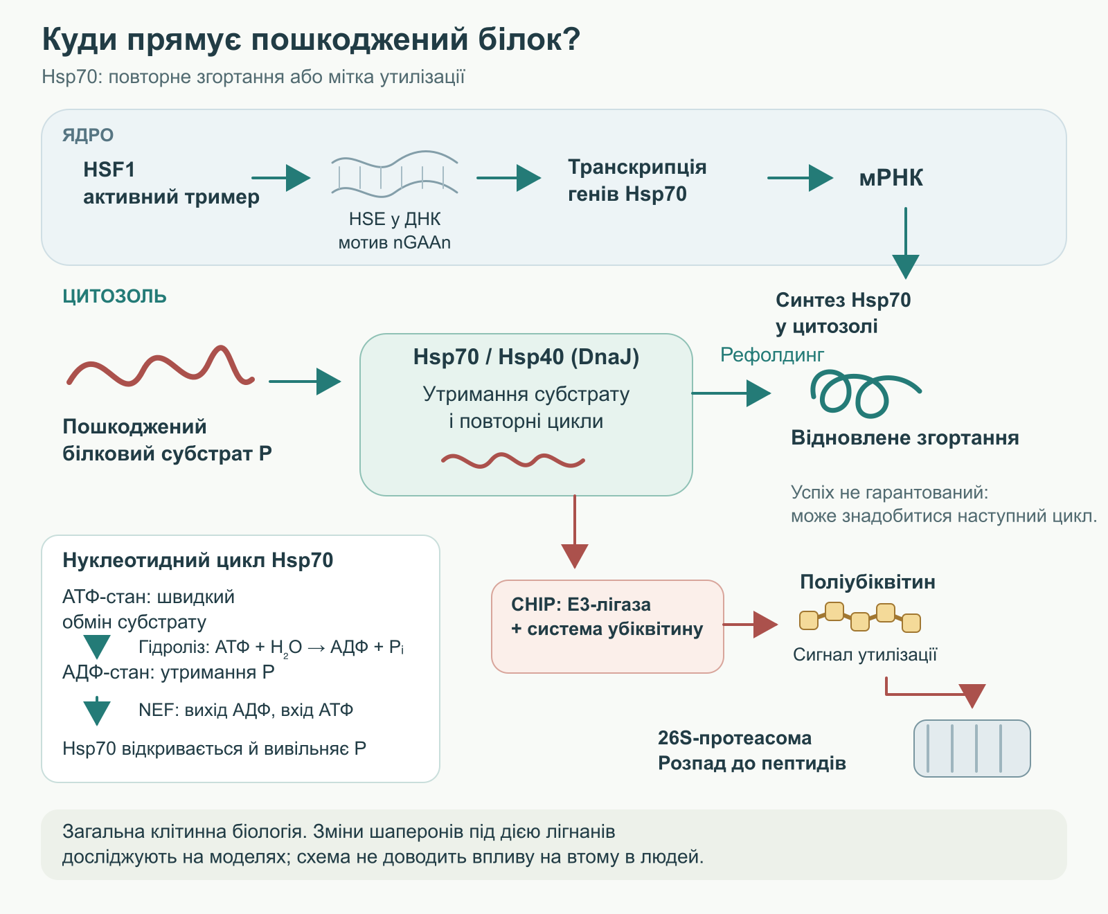 Контроль якості білка: Hsp70 підтримує рефолдинг із витратою АТФ, а CHIP спрямовує пошкоджений субстрат до протеасоми.