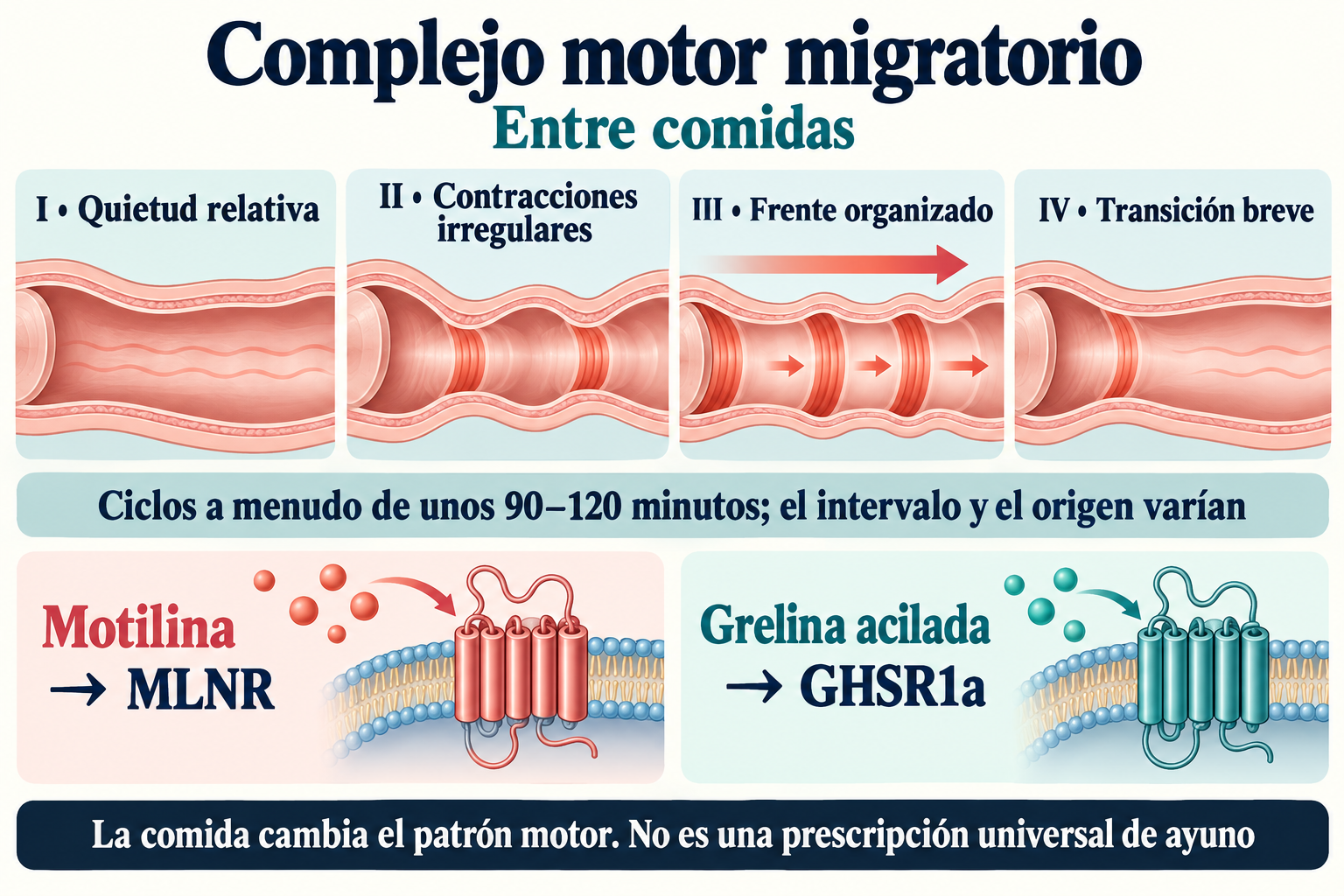 Cuatro fases del MMC, intervalos variables y receptores distintos de motilina y grelina acilada.