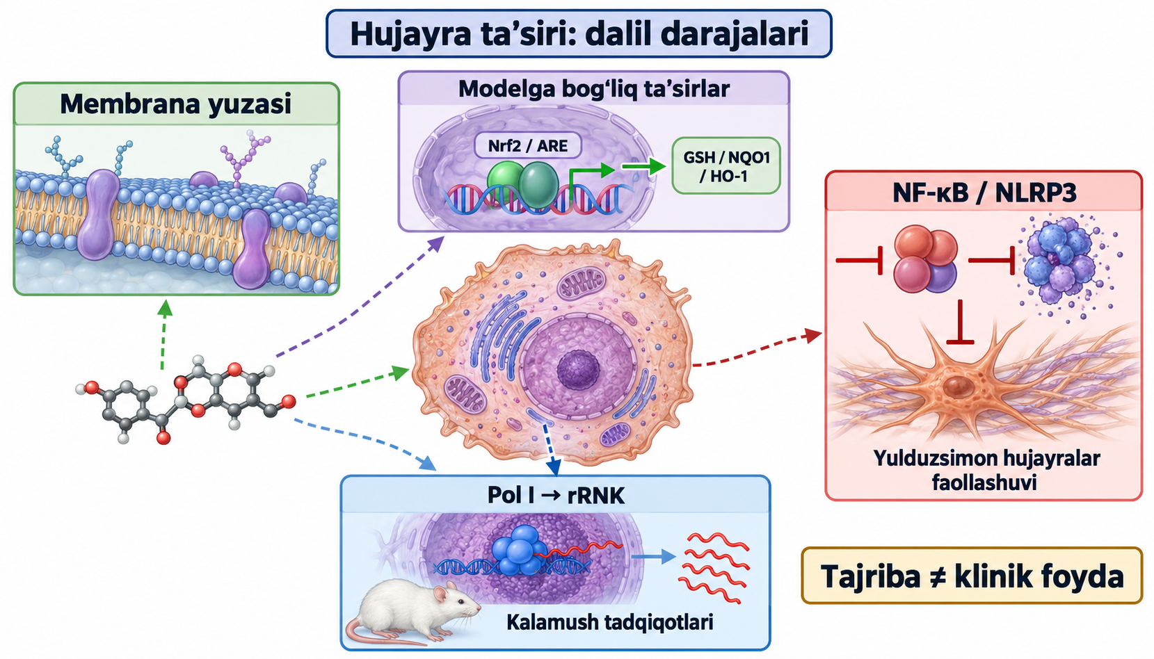 Hujayra ta’siri: dalil darajalari. Tajriba ≠ klinik foyda