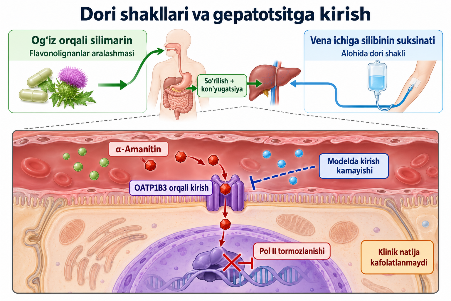 Dori shakllari va gepatotsitga kirish. Klinik natija kafolatlanmaydi