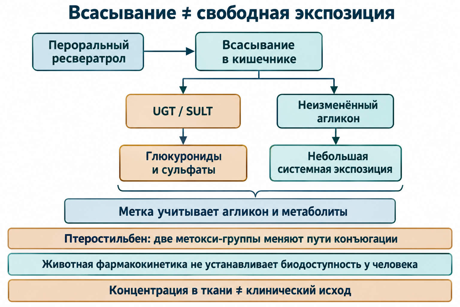 Схема разделяет кишечное всасывание ресвератрола, UGT/SULT-конъюгаты и низкую системную экспозицию неизменённого агликона. Метка учитывает разные формы; животная PK и концентрация в ткани не устанавливают клинический исход у человека.
