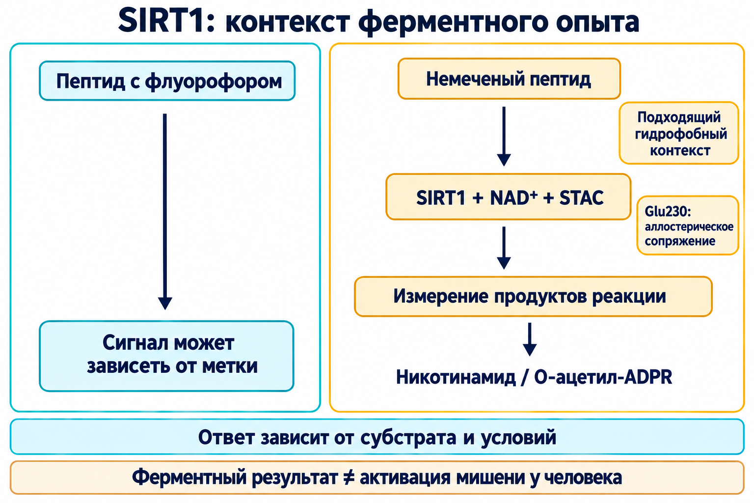 Две панели различают зависимый от флуорофора сигнал и опыт с немеченым пептидом подходящего гидрофобного контекста. SIRT1, NAD⁺ и STAC проверяют по продуктам реакции; Glu230 участвует в сопряжении, а ферментный результат не доказывает активацию мишени у человека.