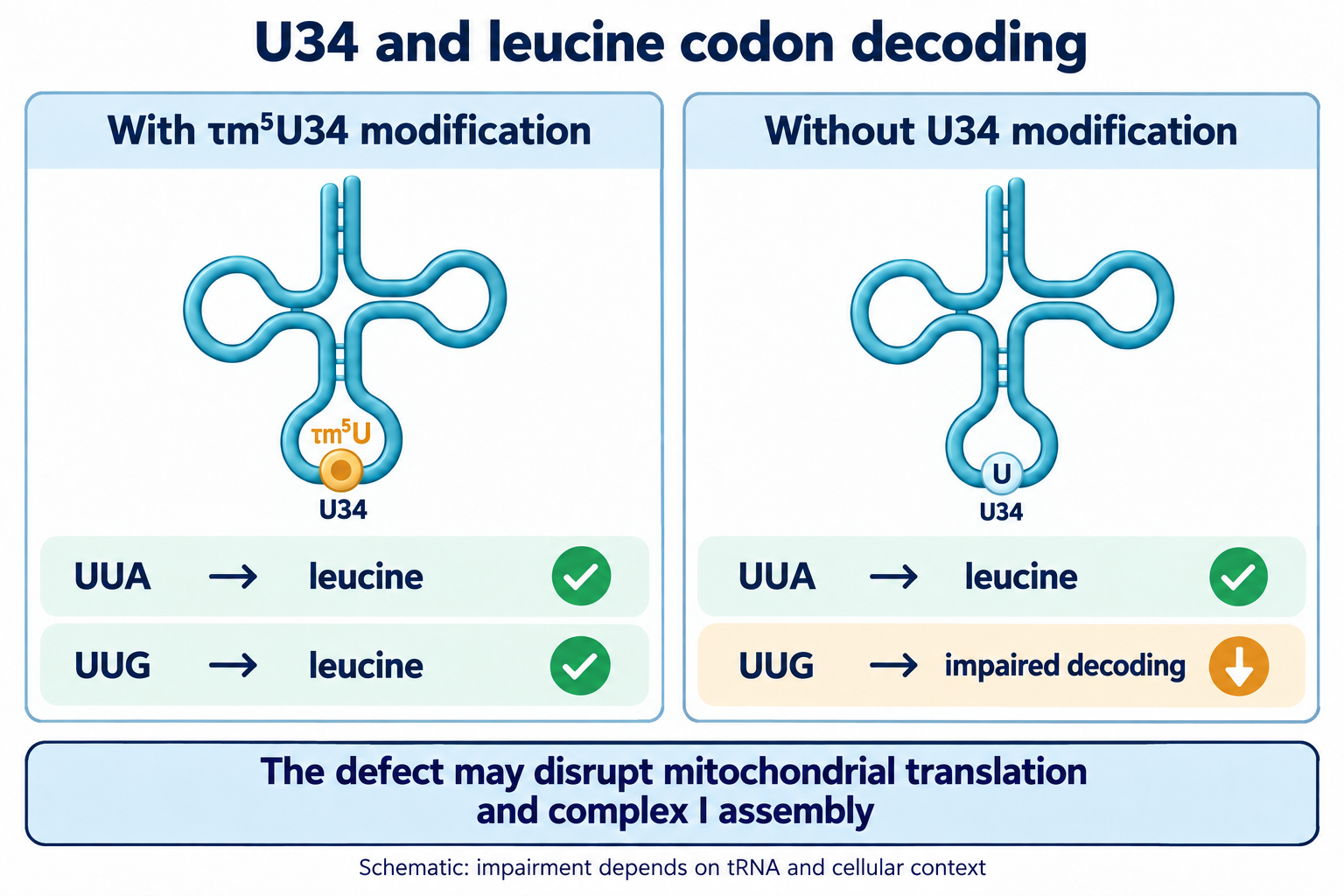 Schematic comparison of UUA and UUG decoding by Leu(UUR) tRNA with and without U34 modification.
