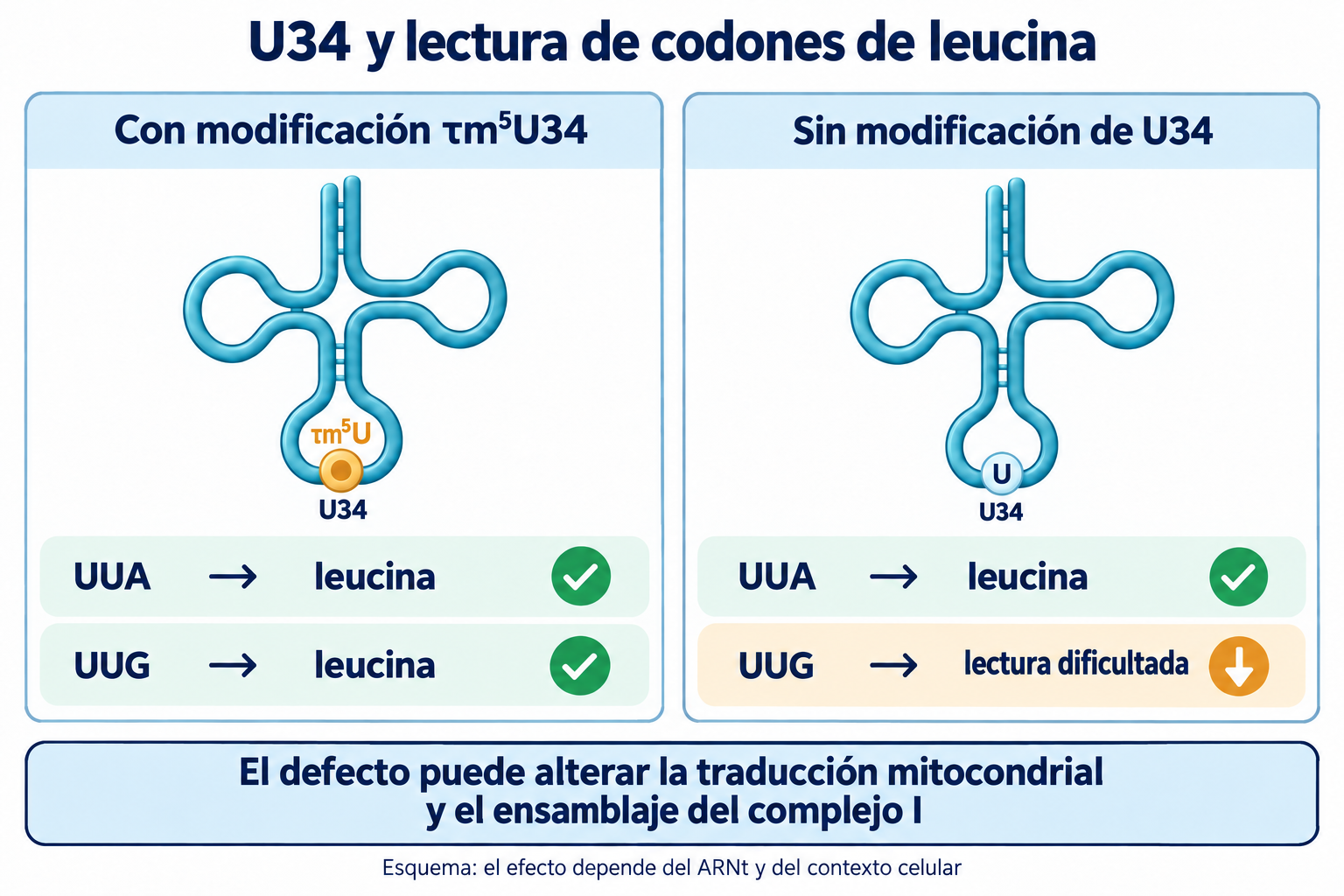 Comparación esquemática de la lectura de UUA y UUG por el ARNt Leu(UUR), con y sin modificación de U34.