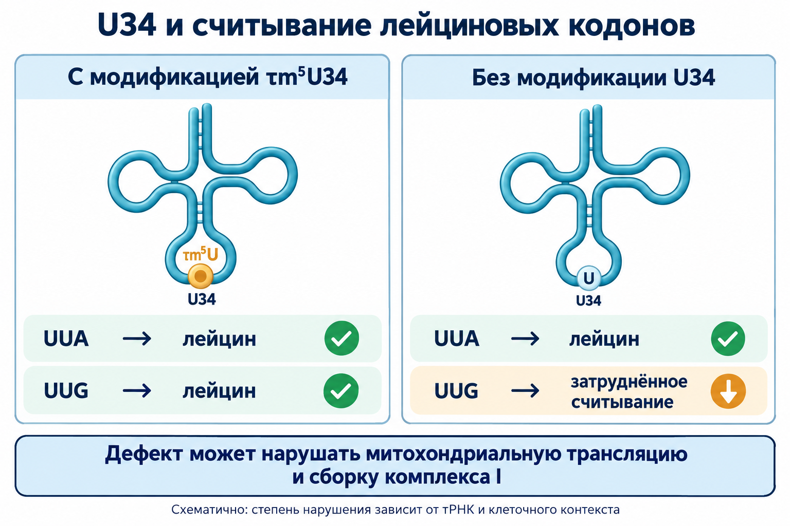 Схематичное сравнение считывания UUA и UUG тРНК Leu(UUR) с модификацией U34 и без неё.