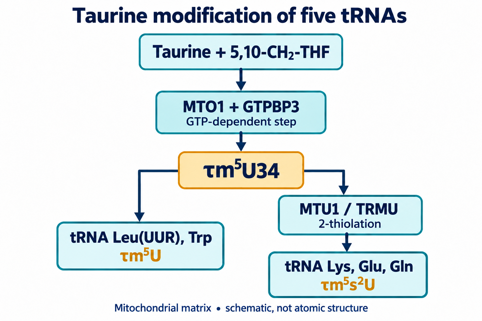 MTO1/GTPBP3 form τm⁵U34; MTU1/TRMU adds 2-thiolation only in Lys, Glu and Gln tRNAs.
