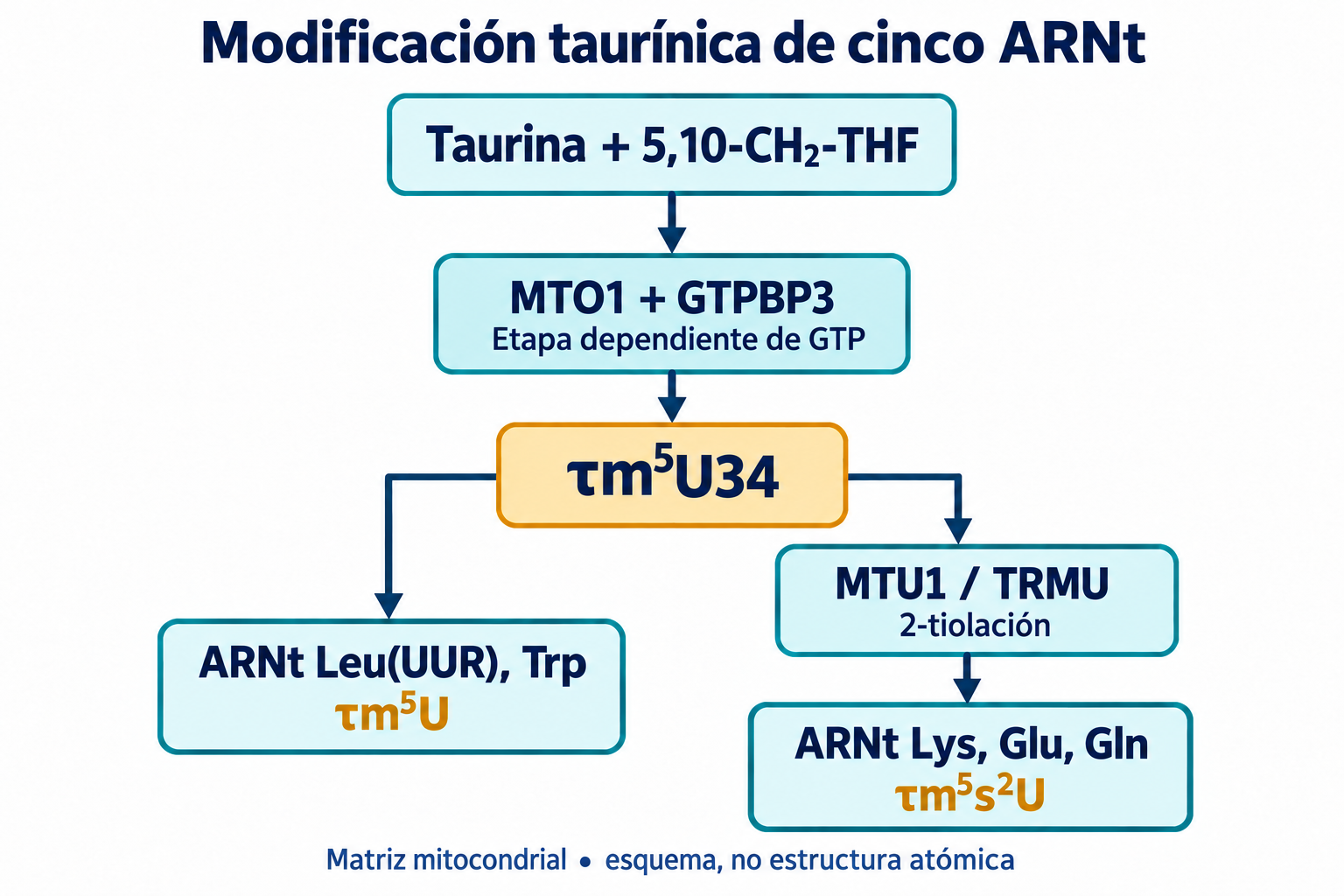 MTO1/GTPBP3 forman τm⁵U34; MTU1/TRMU añade 2-tiolación solo en los ARNt Lys, Glu y Gln.