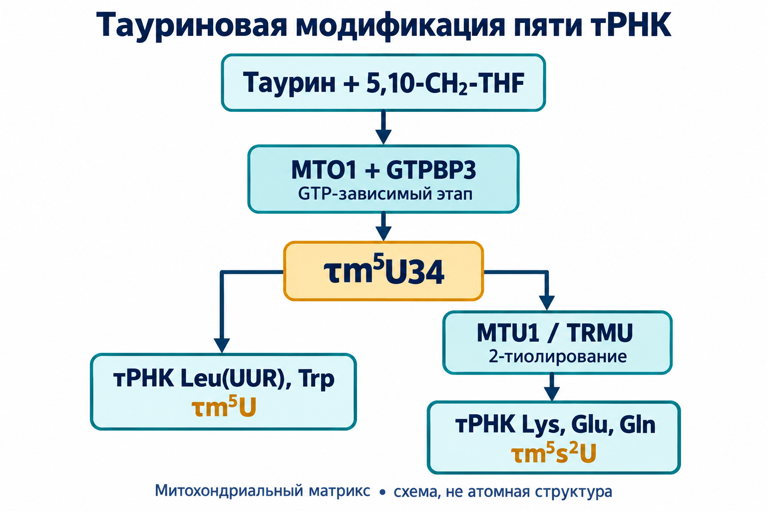 MTO1/GTPBP3 образуют τm⁵U34; MTU1/TRMU добавляет 2-тиолирование только в тРНК Lys, Glu и Gln.