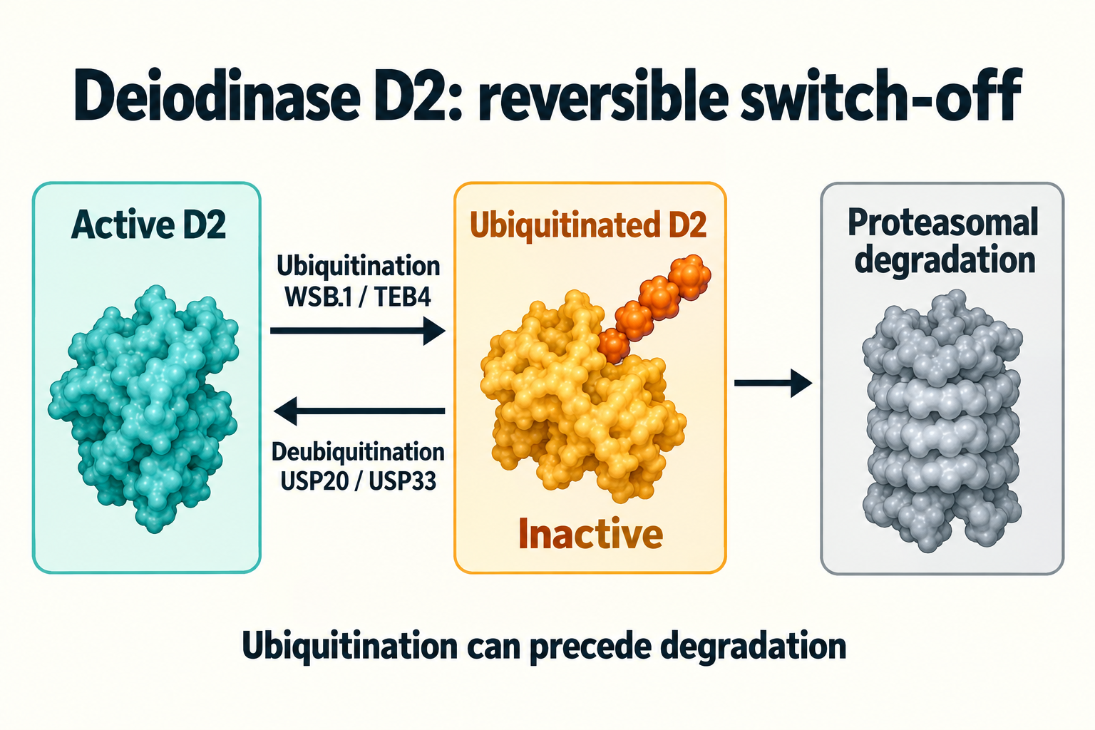 Illustrative D2 states: WSB1/TEB4-associated ubiquitination inactivates the enzyme; USP20/USP33 may rescue it before proteasomal degradation. Protein shapes and the gray object are symbolic, not atomic coordinates or an intact degradation product.