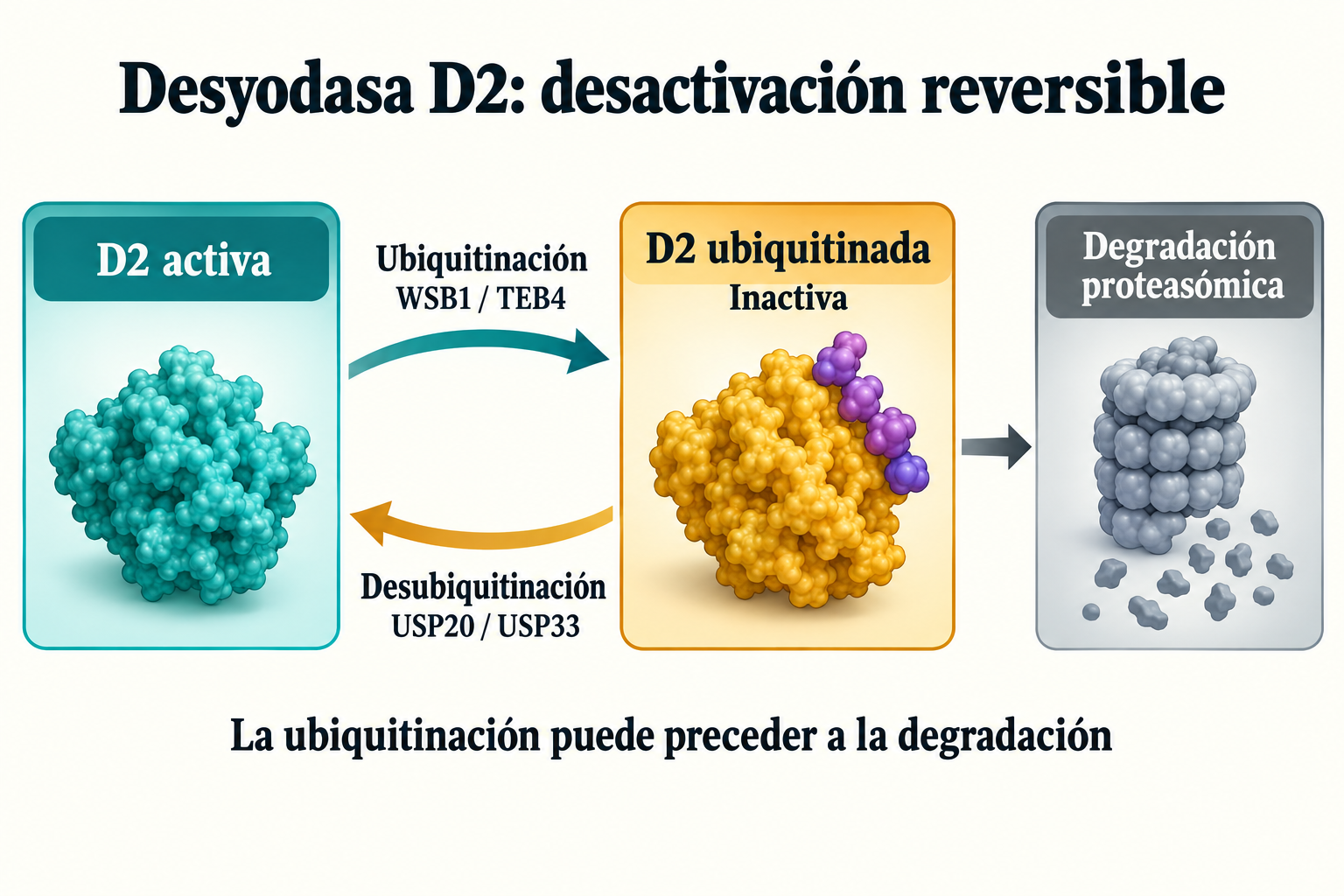 Estados ilustrativos de D2: ubiquitinación con WSB1/TEB4 inactiva; USP20/USP33 pueden rescatar la enzima antes de degradación proteasómica. Las formas proteicas y el objeto gris son símbolos, no coordenadas atómicas ni un producto intacto de degradación.