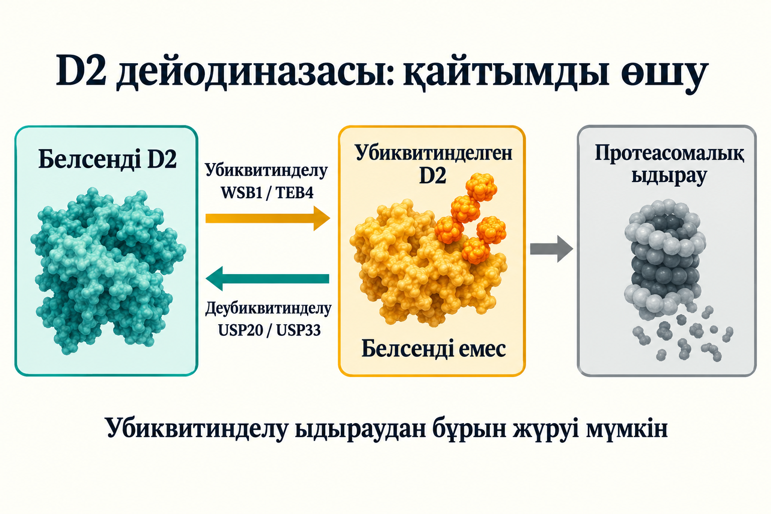 D2 күйлерінің шартты сызбасы: WSB1/TEB4 арқылы убиквитинделу белсенділікті өшіреді, USP20/USP33 протеасомалық ыдырауға дейін оны қалпына келтіре алады. Ақуыз пішіндері мен сұр нысан шартты: атомдық координаттар немесе ыдыраудың бүтін өнімі емес.