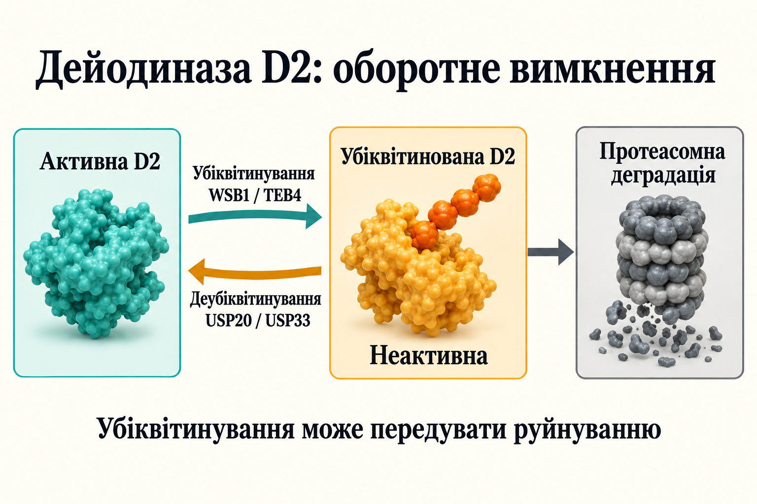 Умовні стани D2: убіквітинування через WSB1/TEB4 інактивує, USP20/USP33 можуть відновити фермент до протеасомного руйнування. Форми білка й сірий об’єкт умовні, не атомні координати й не інтактний продукт деградації.