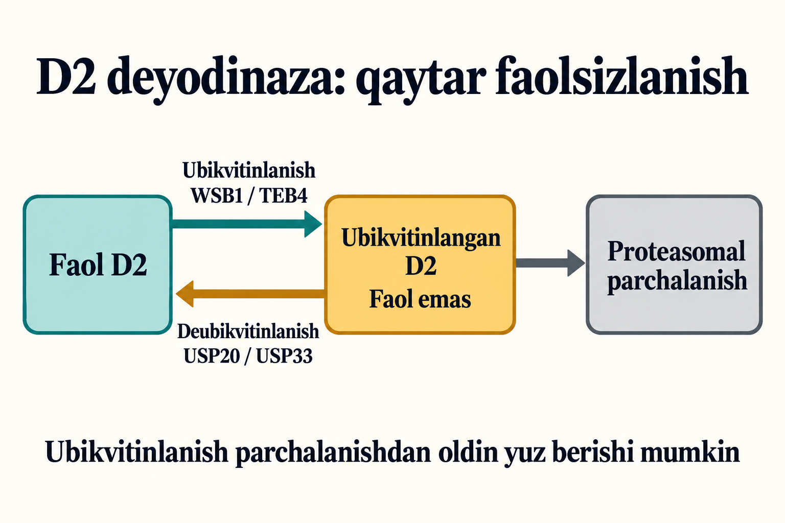 D2 holatlari ramziy chizmasi: WSB1/TEB4 bilan ubikvitinlanish faolsizlantiradi, USP20/USP33 proteasomal parchalanishdan oldin fermentni tiklashi mumkin. Oqsil shakllari va kulrang obyekt ramziy: atom koordinatalari yoki parchalanishning butun mahsuloti emas.