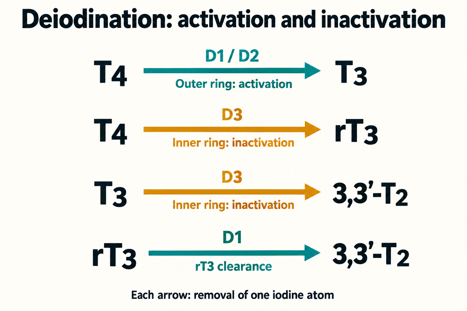 Principal routes: D1/D2 activate T4 to T3, D3 inactivates T4 and T3, and D1 clears rT3; each reaction removes one iodine.