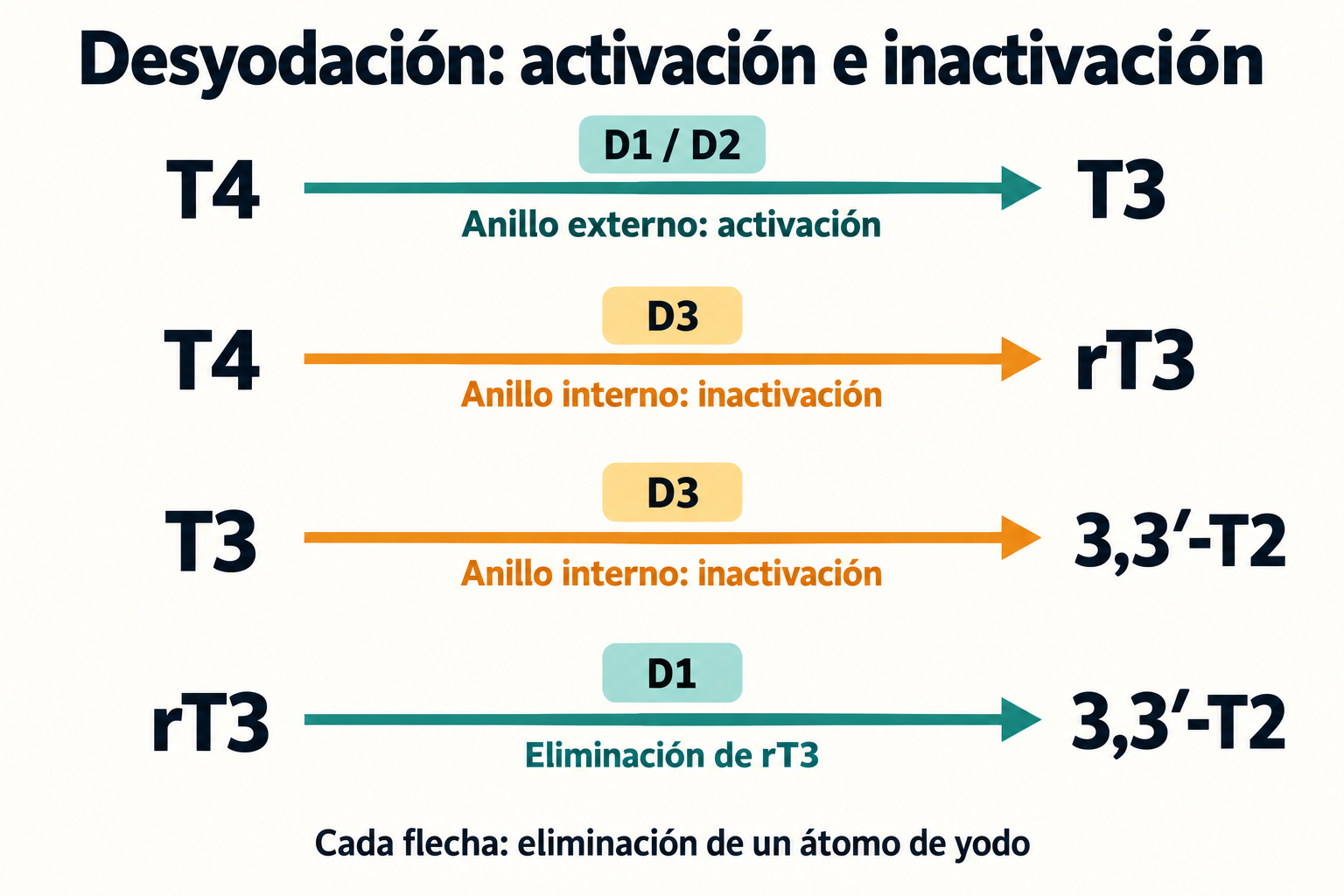 Rutas principales: D1/D2 activan T4 a T3, D3 inactiva T4/T3 y D1 elimina rT3; cada reacción retira un yodo.