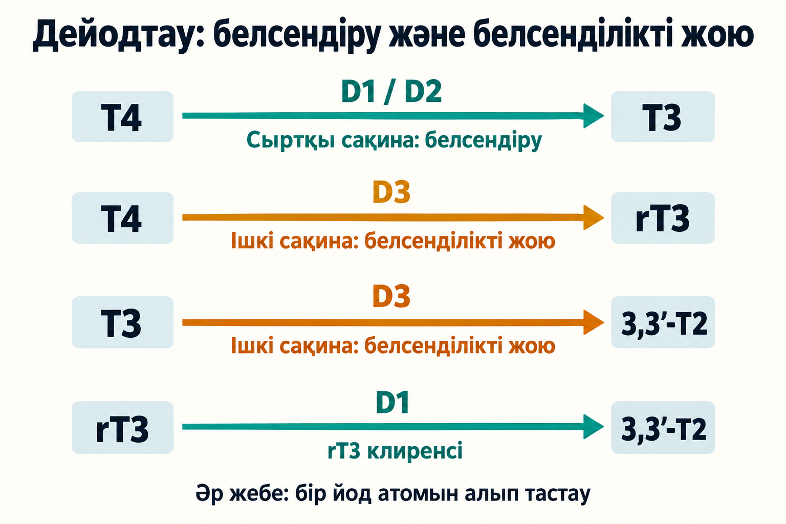 Негізгі жолдар: D1/D2 T4-тен T3 түзеді, D3 T4/T3-ті белсенділігінен айырады, D1 rT3-ті ыдыратады; әр реакция бір йодты алып тастайды.
