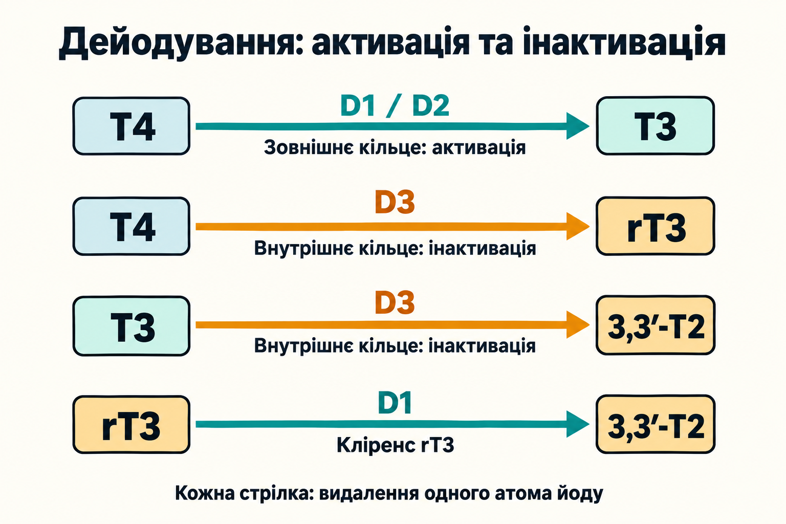 Основні шляхи: D1/D2 активують T4 до T3, D3 інактивує T4/T3, D1 очищує rT3; кожна реакція видаляє один йод.