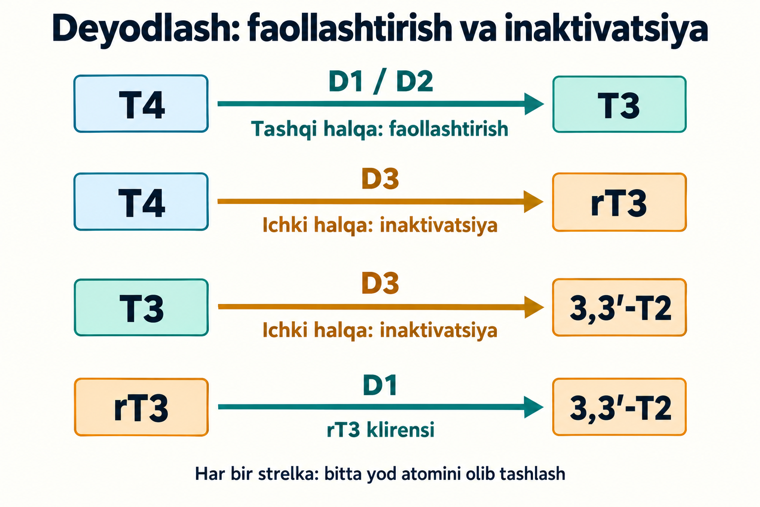 Asosiy yo‘llar: D1/D2 T4 dan T3 hosil qiladi, D3 T4/T3 ni faolsizlantiradi, D1 rT3 ni parchalaydi; har reaksiya bitta yodni olib tashlaydi.